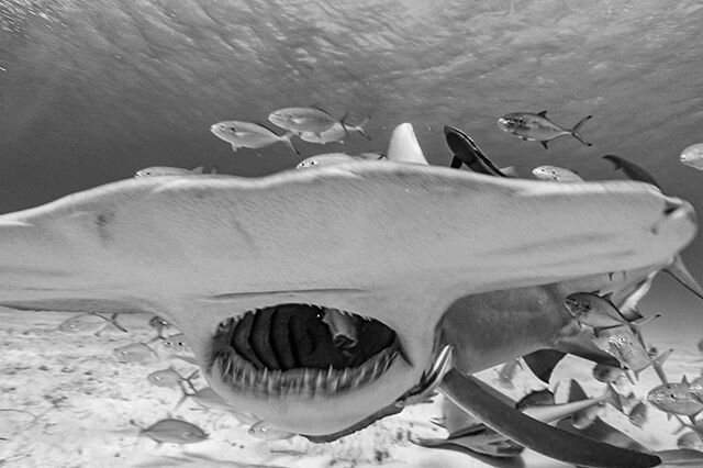 Wishing I was underwater staring into a hammerhead&rsquo;s mouth! One from a few years ago...hammerheads are awesome! #goexplore .
.
.
.
.
#shark #hammerhead #nature #ocean #underwater #openwide #scuba #diving