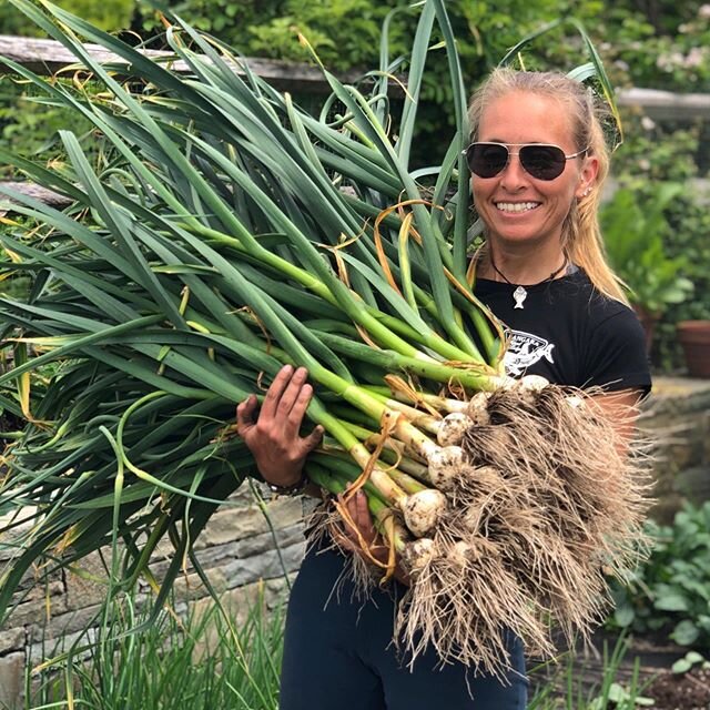 Garlic!!! I harvested 54 heads from my garden to be exact! Nothing better than eating what you grow! #gardengoodness .
.
.
.
.
#garden #gardening #nature #homegrown #organic #goexplore #harvest #garlic