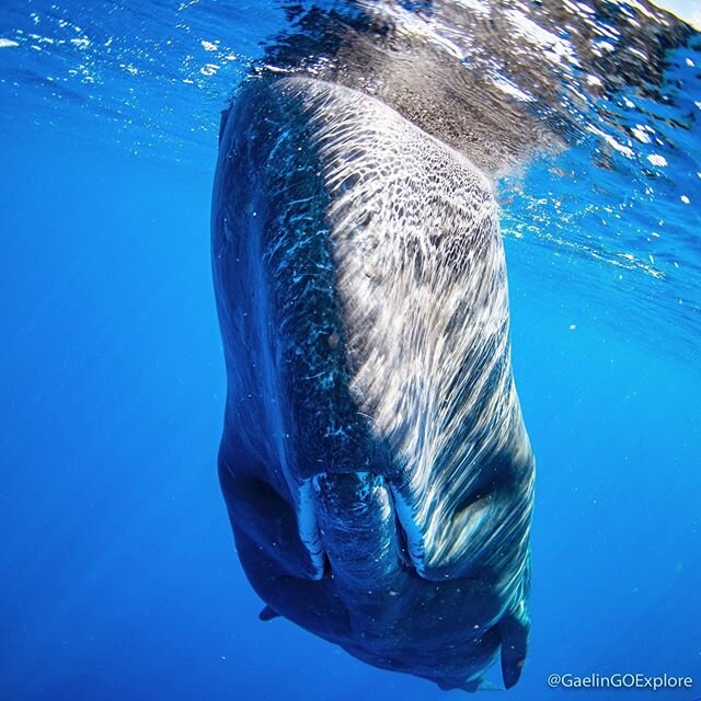 In case you didn&rsquo;t know, I love Sperm Whales! Hard to admit for me as I never wanted to be known as that female marine biologist that is into whales. I was always a fish girl, but sperm whales have stolen my heart. They are just so awesome. Thi