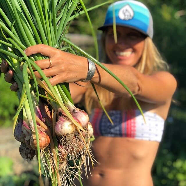 Shallots!!! Garden goodness for the weekend! #homegrown #organicgardening .
.
.
.
.

#gardengoodness #garden #harvest #gardening #shallots