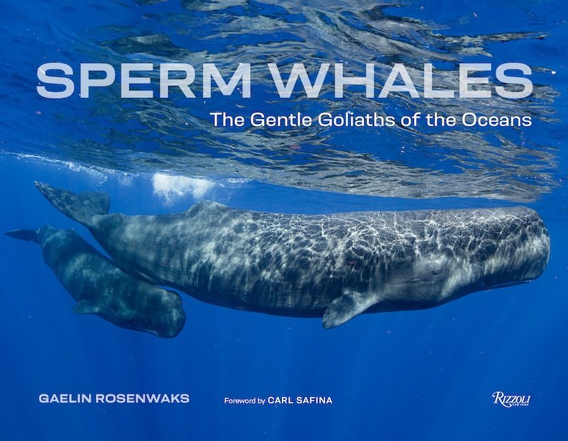 Sperm Whales: Gentle Goliaths of the Oceans