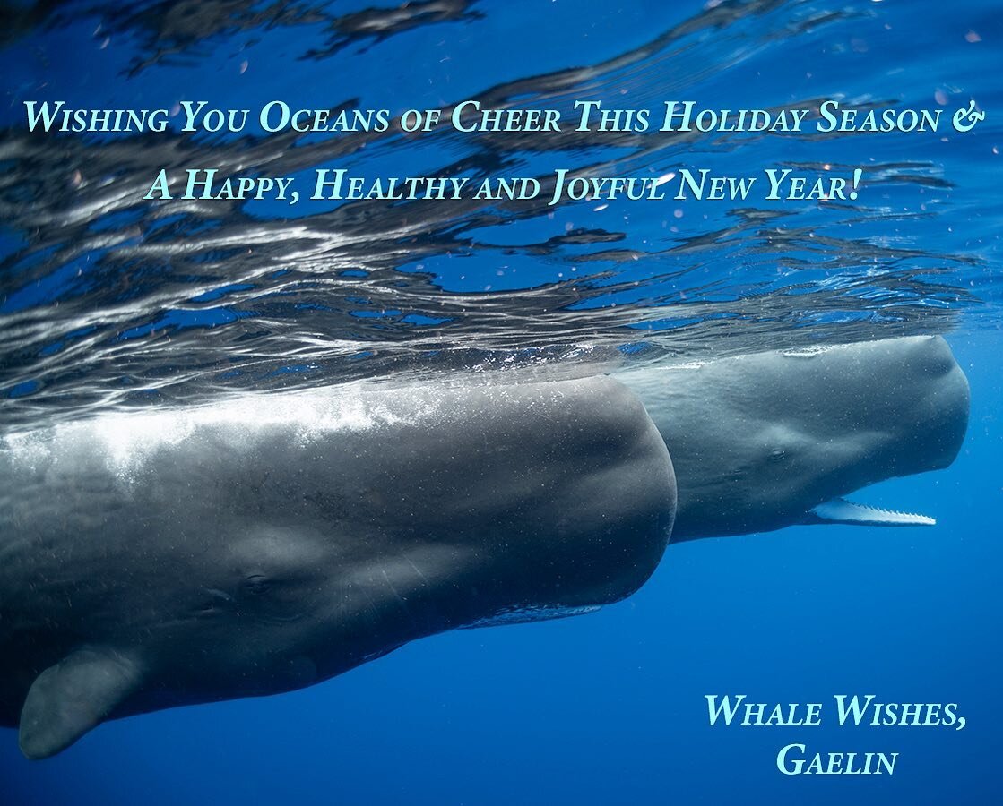 Happy Holidays! I wanted to take a moment to thank everyone who has followed and supported my work this year and beyond! I appreciate it so much. Wishing you a very happy holiday and all wonderful things in the year to come! 🐳💙

#whalewishes #sperm