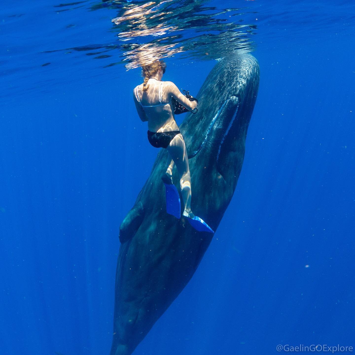 Happy World Whale Day! I&rsquo;m glad there is a day to celebrate the animals that have changed my life! Cheers!

#worldwhaleday #spermwhales #whales