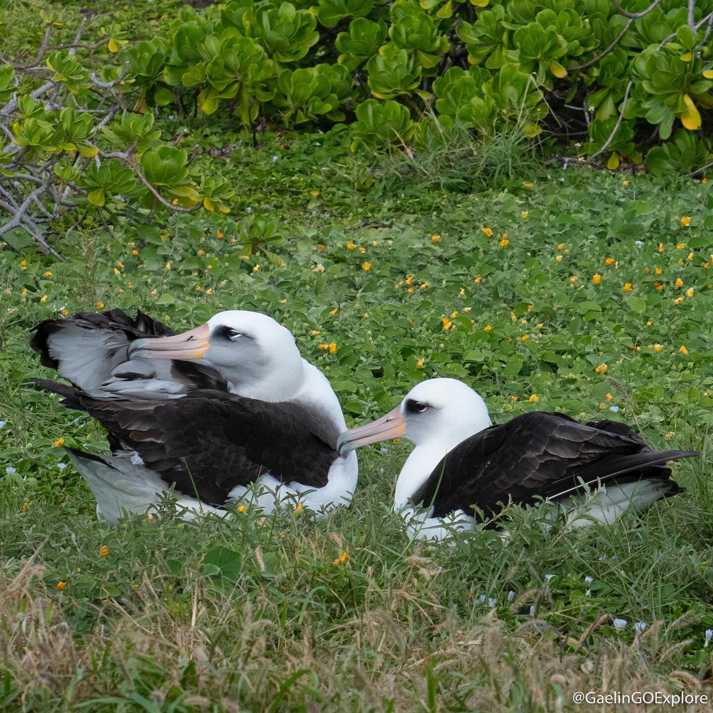 Happy World Wildlife Day!!! What better way to celebrate than sharing some favorite wildlife moments from my recent trip to Hawaii! From nesting Black Footed Albatross to Monk Seals to Humpback Whales, many epic moments were had. So many incredible c