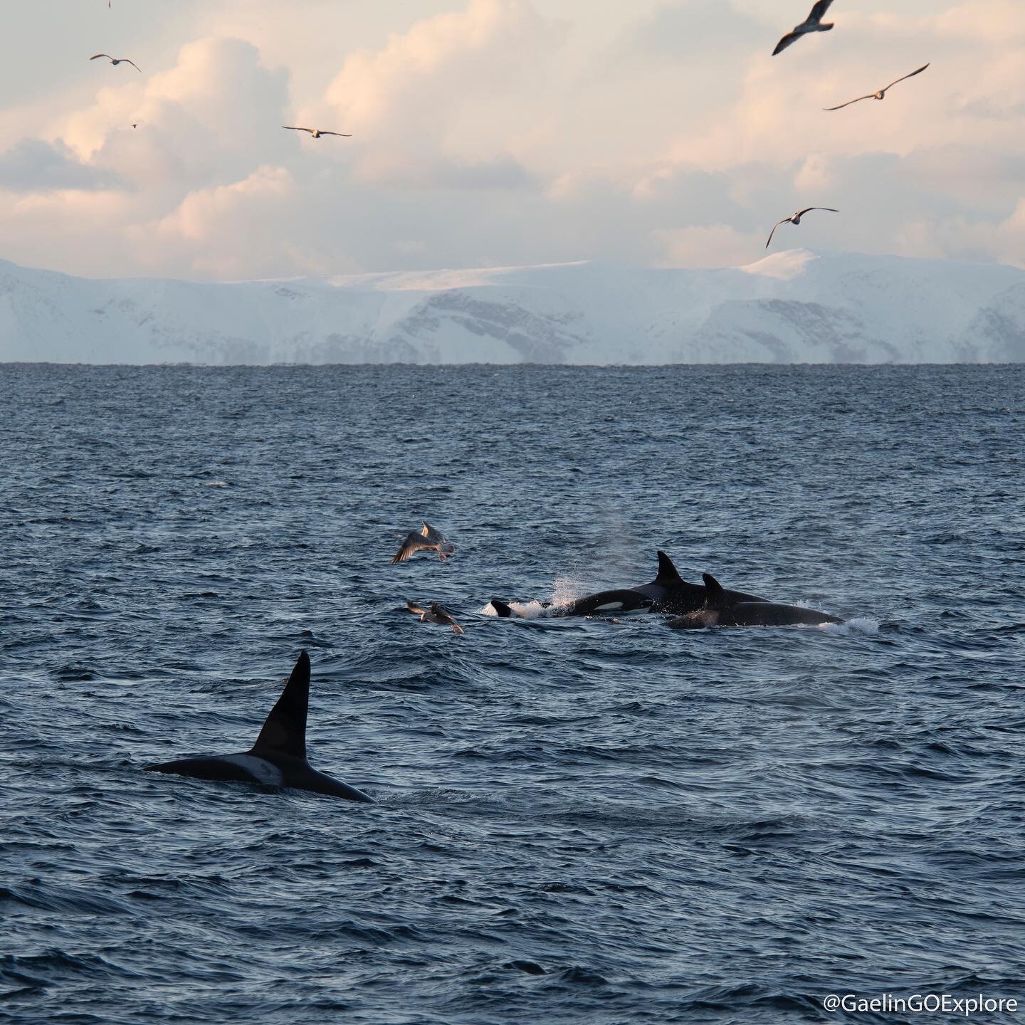 Happy Earth Day!!! Our planet is amazing! #🌎

#earthday #goexplore #planetocean #whales #sharks