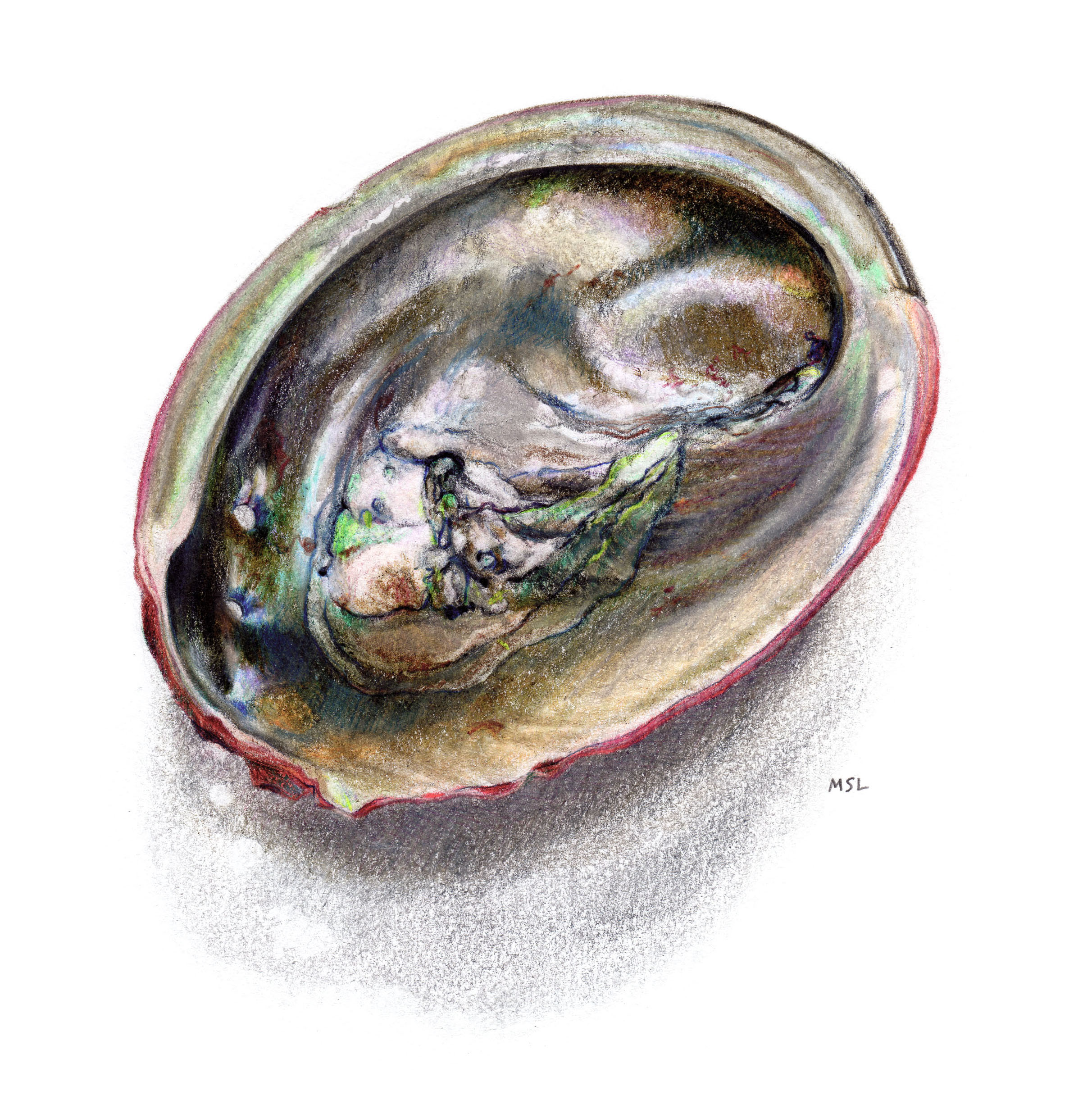 abalone_CP_webcover.jpg