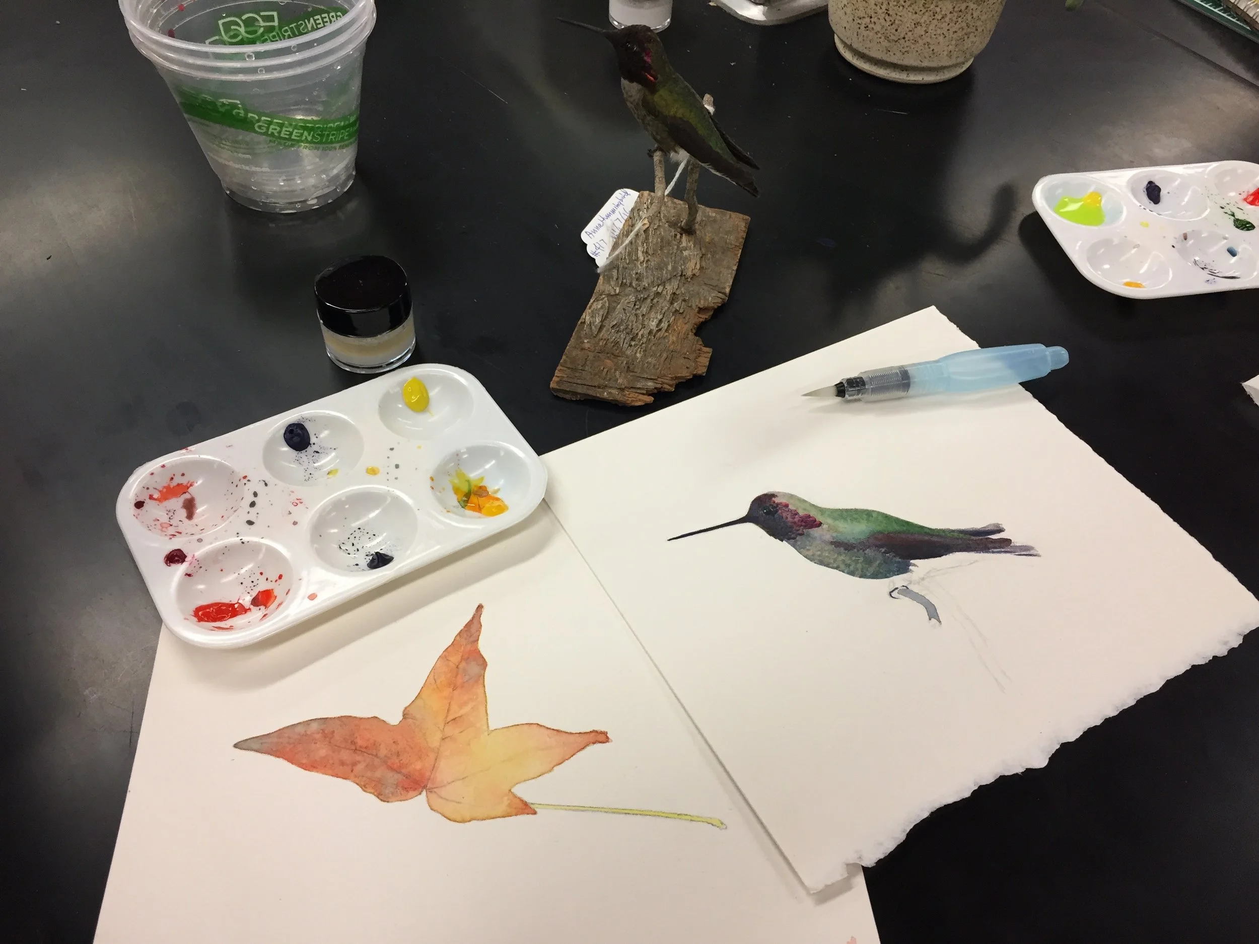 Watercolor demonstration for my UC Santa Cruz course “Natural History Illustration” in 2017. Demostración de acuarelas durante mi curso “Ilustración de Historia Natural” en UC Santa Cruz, 2017.
