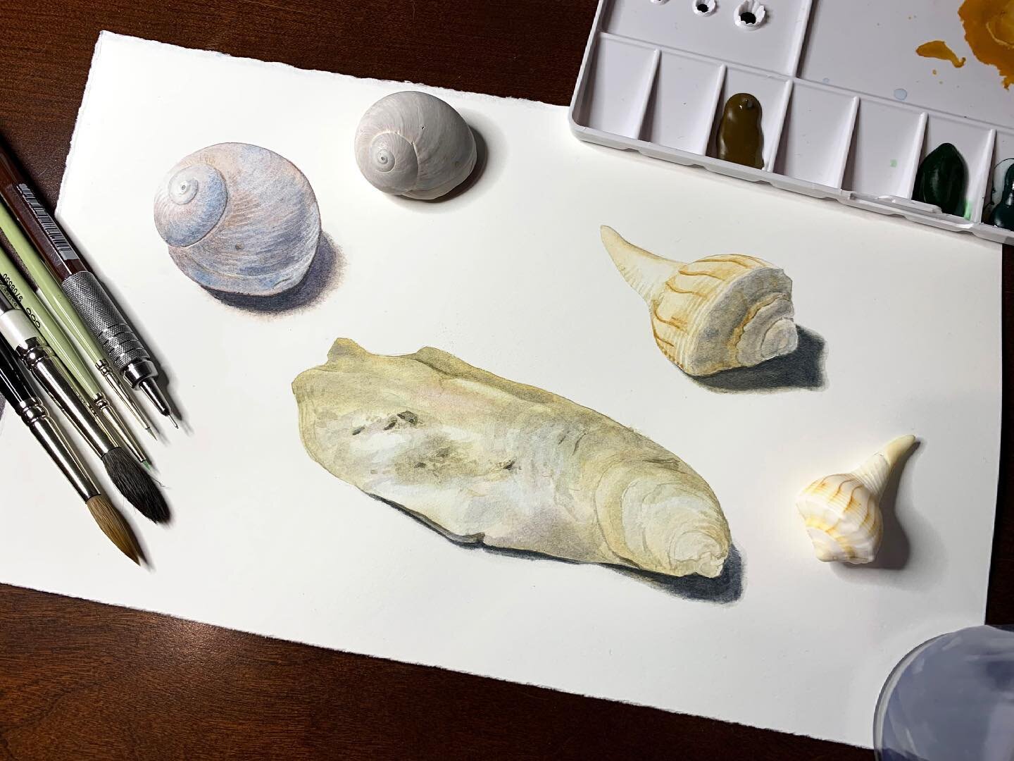 New demo video up this month on painting seashells with @thefosterpaloalto available at www.thefoster.org/mattias
.
.
.
.
.
.
#seashells #watercolor #watercolour #painting #demo #winsorandnewton #TheFoster #artlesson