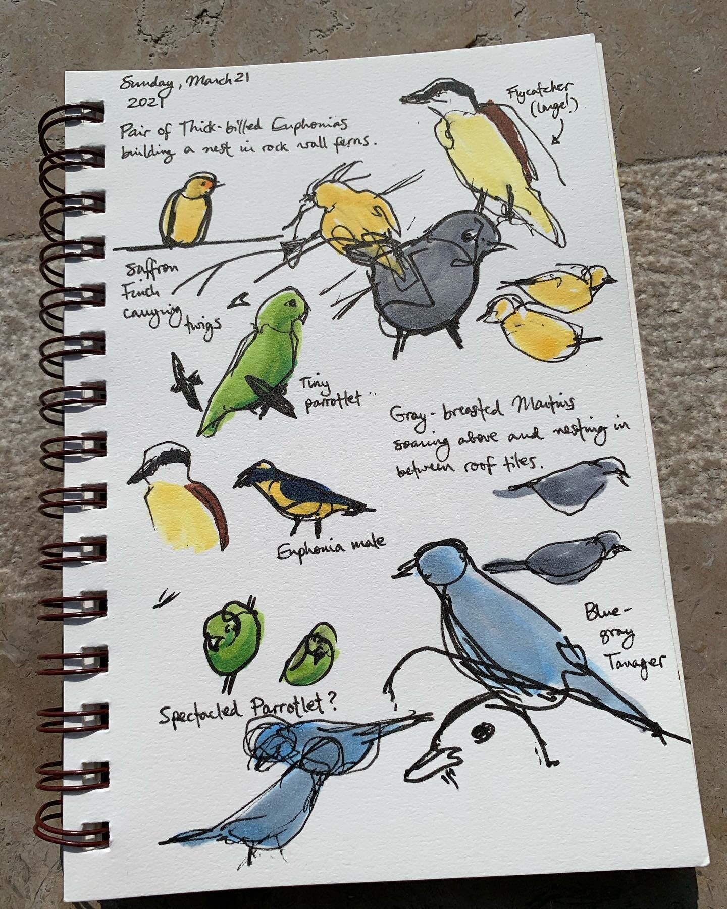 Quick-capture drawings of birds this morning
.
.
.
.
.
.
#birds #bird #birdwatching #sketching #quickcapture #gesture #gestural #loosesketch #observationaldrawing #pigmamicron #sakura #copic #copicmarkers #sketchbook #naturejournal #colombia #tropica