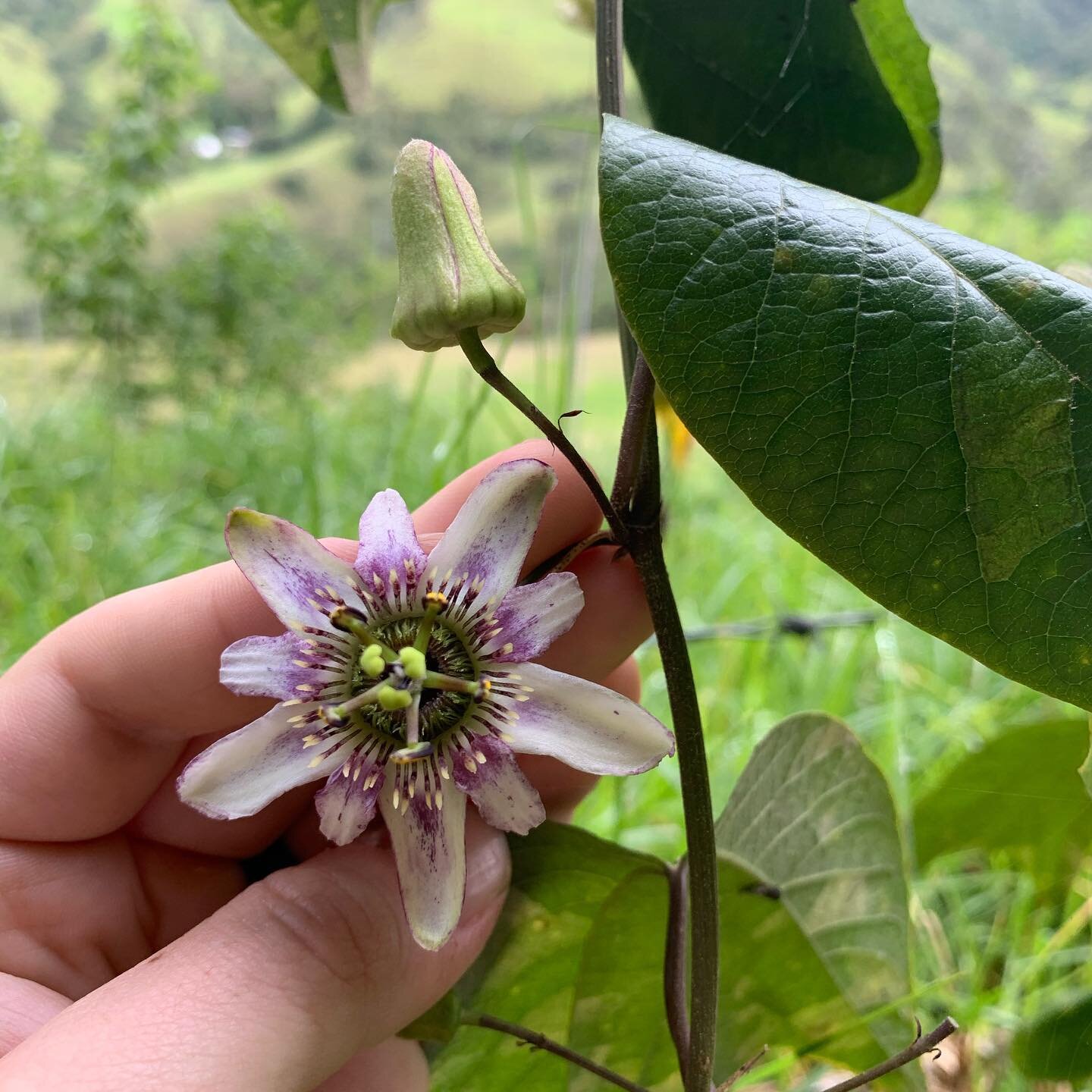 Passiflora alnifolia growing wild in Colombia
.
.
.
.
.
.
#passiflora #passifloraalnifolia #colombia #colombia🇨🇴 #botany #botanizing #botanica #flor #silvestre
