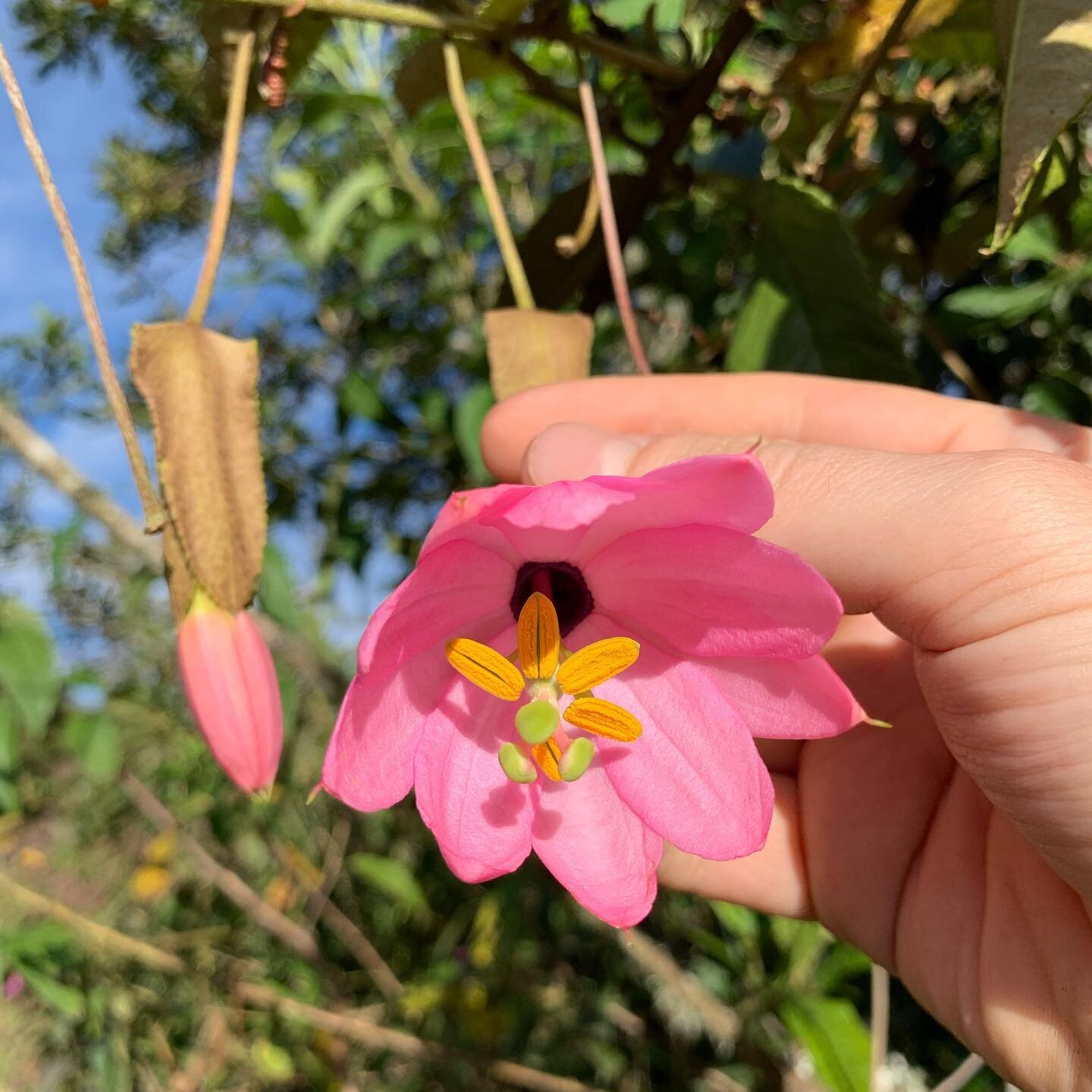 #Passiflora cuatrecasasii found this weekend 🙌
.
.
.
.
.
.
#Passifloracuatrecasasii #cuatrecasas #cuatrecasasii #Tacsonia #Colombia #🇨🇴