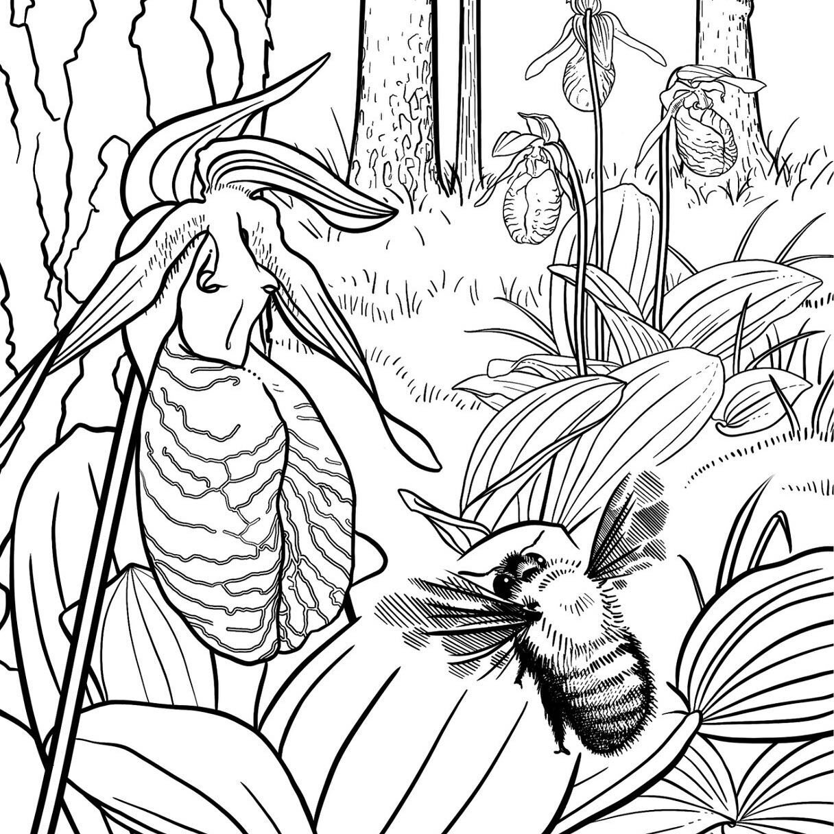 A new piece for submission to a collaborative coloring book on North American #pollinators and #flowers. Pictured is one of my favorite North American orchids, Cypripedium acaule, otherwise known as Pink Lady&rsquo;s Slipper, and a native bumblebee p