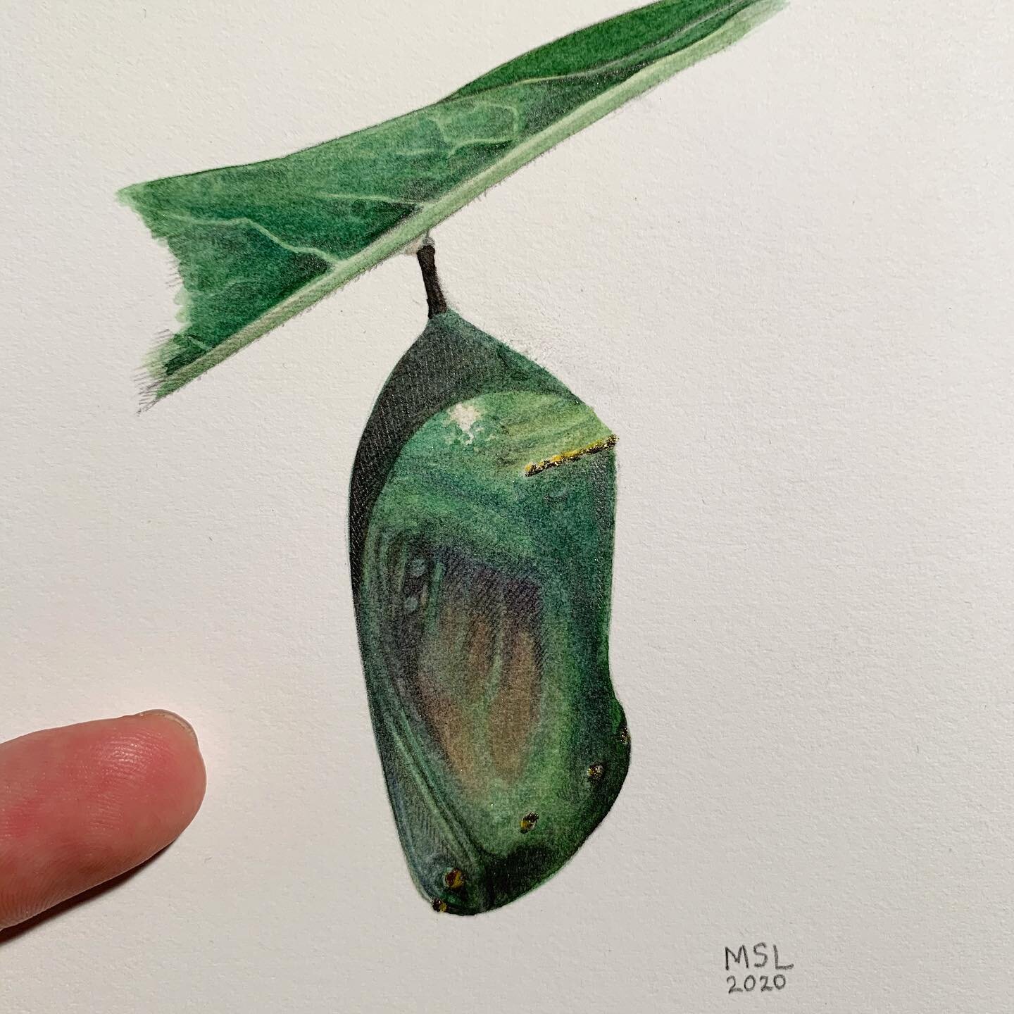 A monarch #chrysalis for my dad&rsquo;s birthday 🥳 I&rsquo;m still on a journey to master watercolors and ended up overworking this piece. Out of frustration I went back in with pencil and ended up creating something more &ldquo;mixed media&rdquo;. 