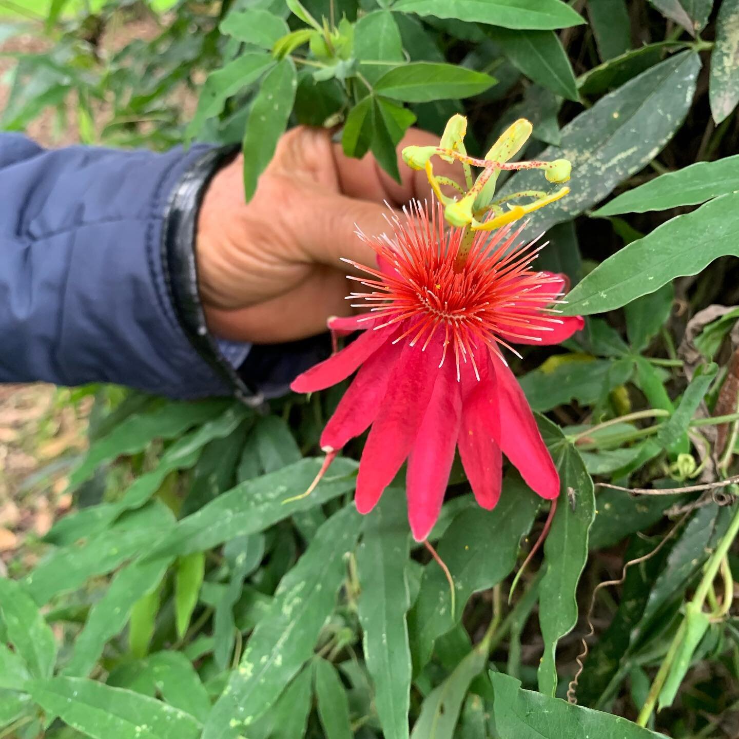 Passiflora semiciliosa at the Bogot&aacute; Botanical Garden @jardinbotanicodebogota last week. A perfect cap to my time living in Colombia 🇨🇴 
.
.
.
.
.
.
#Passiflora #passiflorasemiciliosa #colombia #jardinbotanico #jardinbotanicodebogota #passif