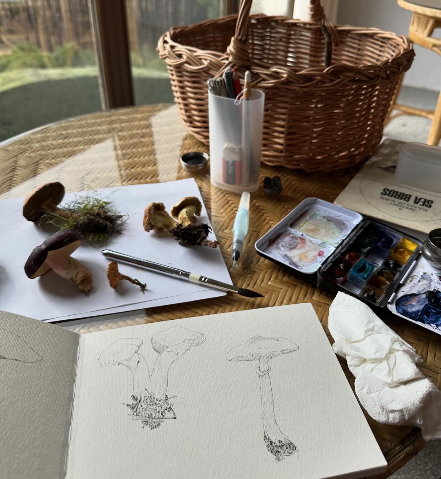 After a marvellous mycology session at the Parador de Gredos I felt inspired to draw mushrooms in the @jeanmackayart style (thanks for the excellent #wildwonderconference presentation, Jean!). This weekend has given me and @andrewcrosson a newfound a