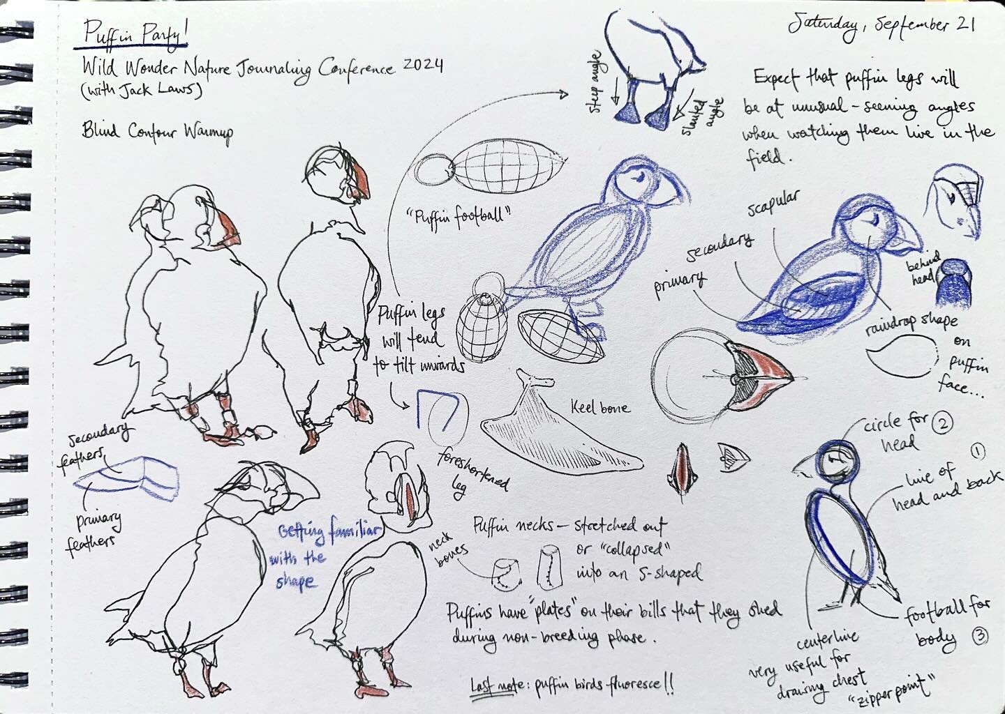 Sketch notes from the &ldquo;Puffin Party&rdquo; with @johnmuirlaws at the Wild Wonder Nature Journaling conference. So much fun learning how to approach these cute and challenging subjects! 🤩 

#wildwonderconference