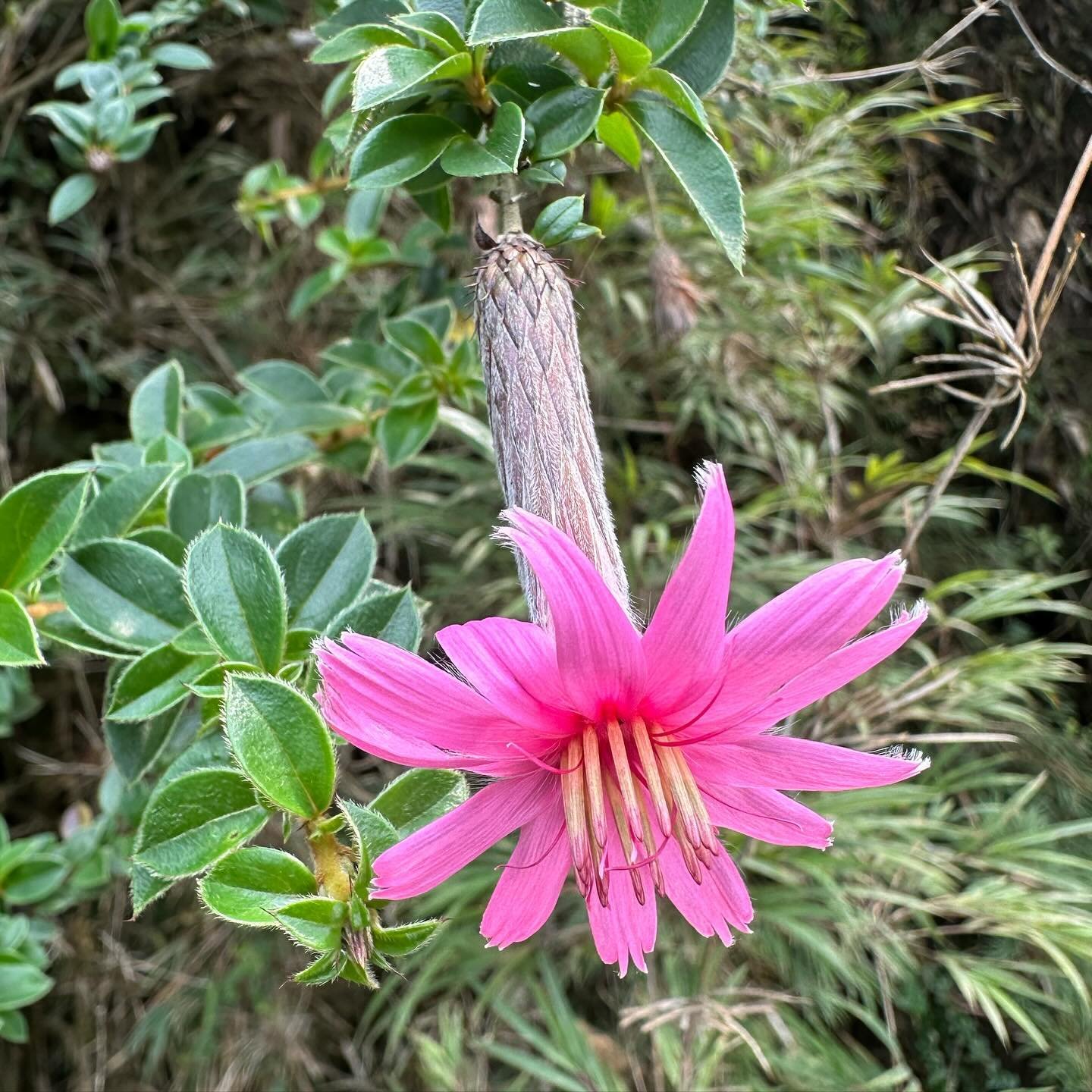 #passifloraexpeditionbolivia

After the Ruta de la Muerte we went to a site to find a specific, high-elevation Passiflora, P. buchtienii, and saw a totally different, cooler ecosystem rich with flowers.

Photos:
1 - A spectacular pink Mutisia sp. (As