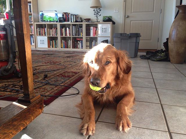 Just wants to play ball, but can barely find a place to poop. #dogsofinstaworld #goldenretriever #snowdog