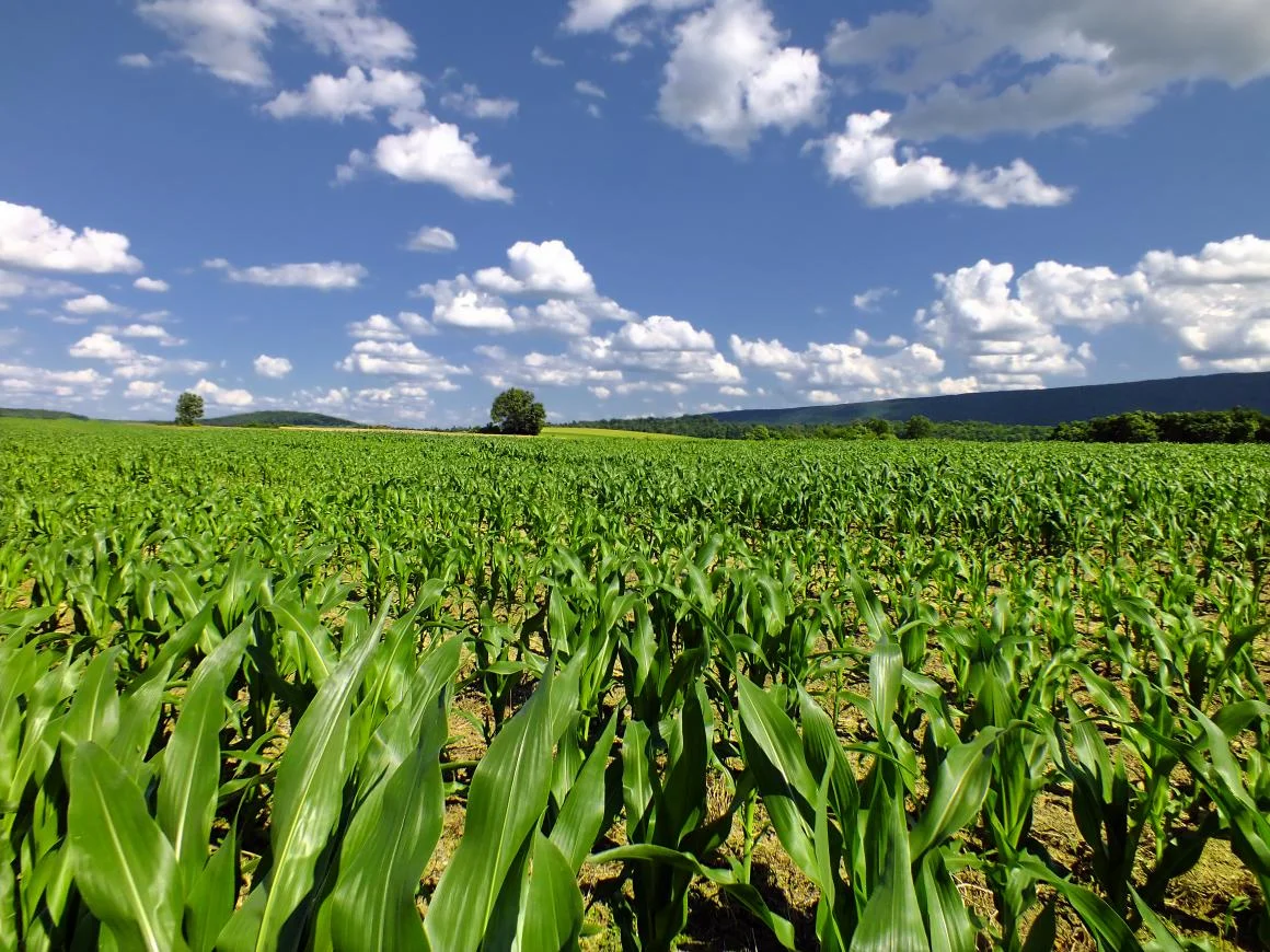Crops-for-web_Nicholas_T_-_Buffalo_Valley_3.jpg