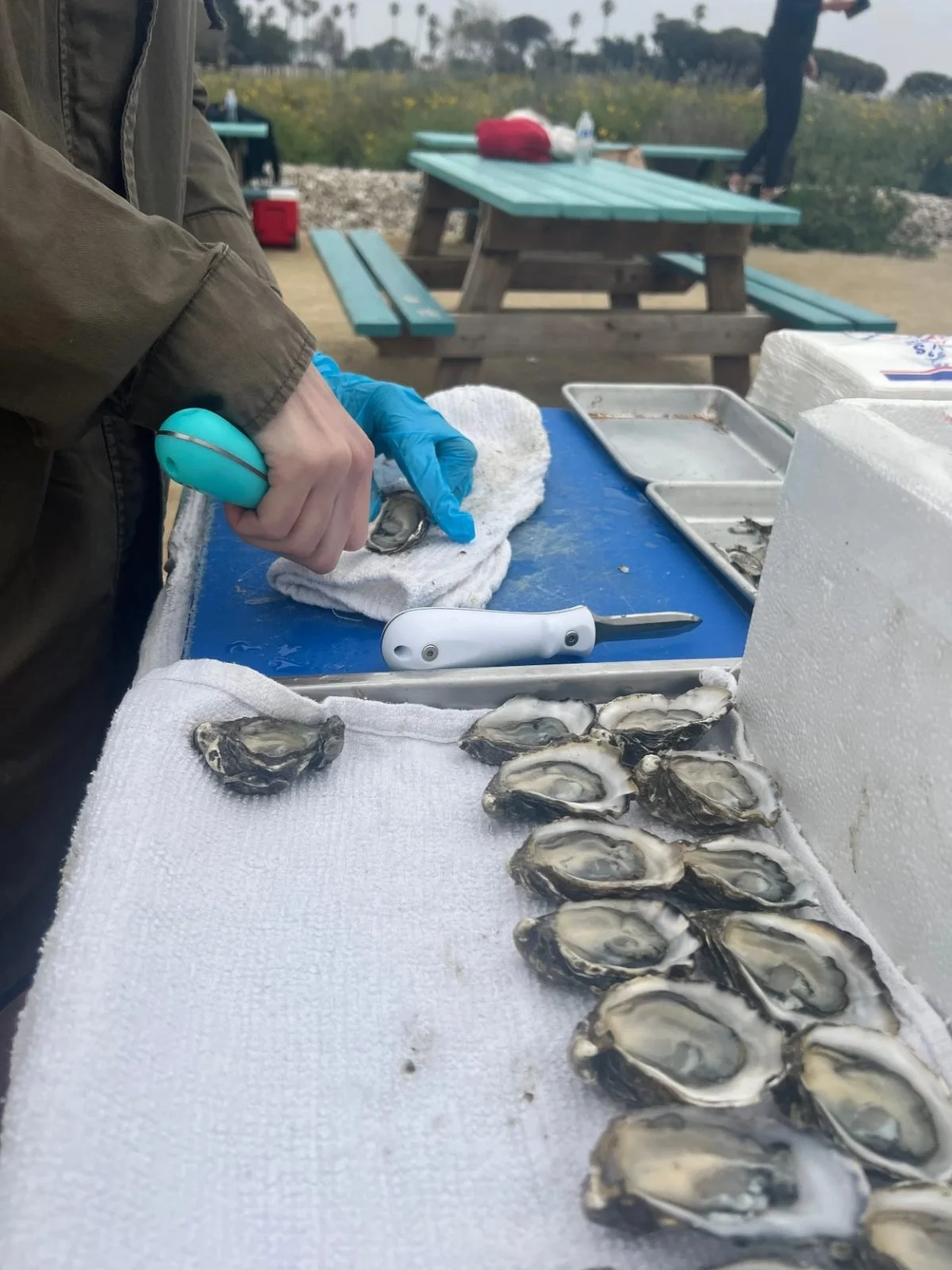 Guide shucking fresh oysters at an outdoor picnic table