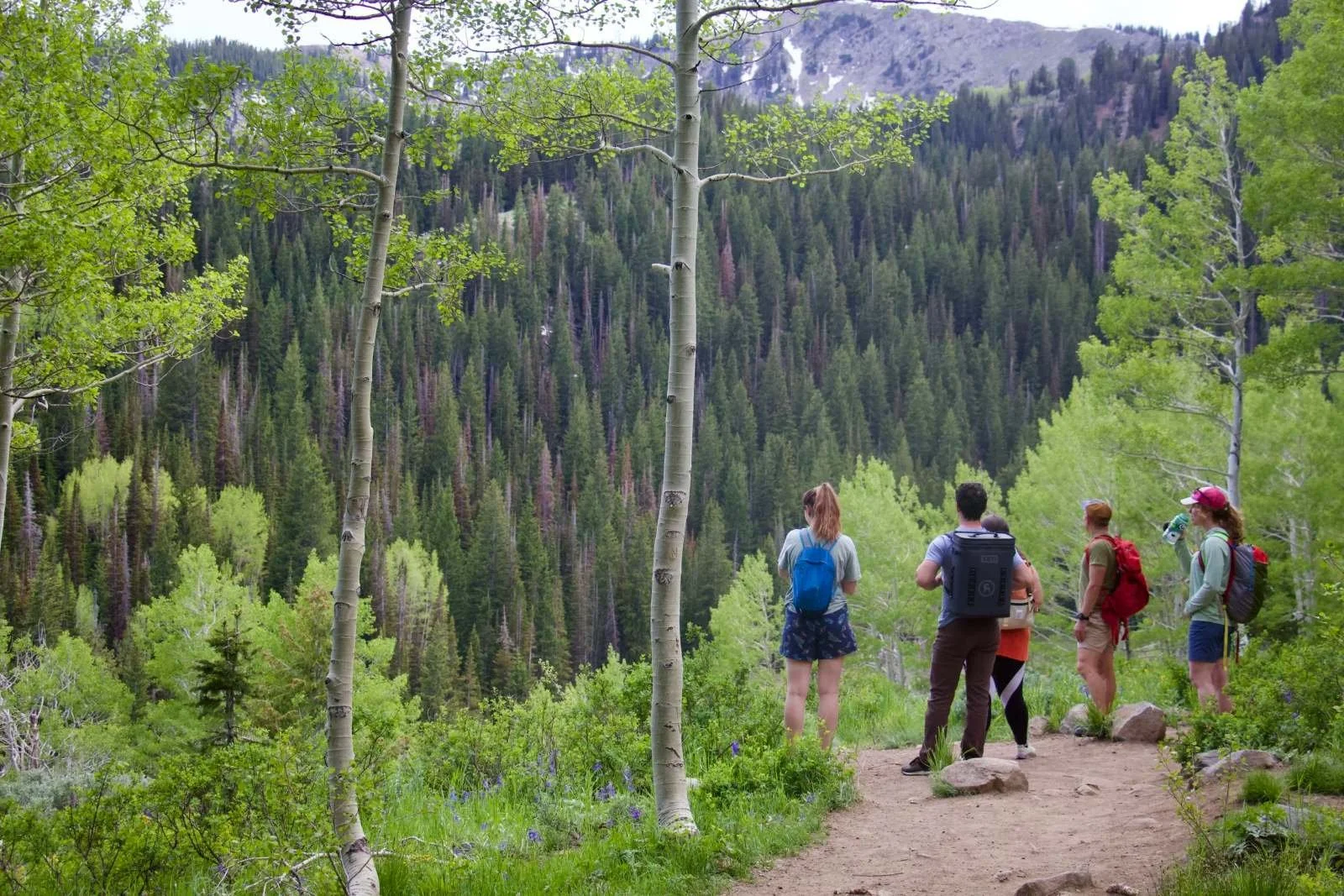 Group hiking a forested mountain trail