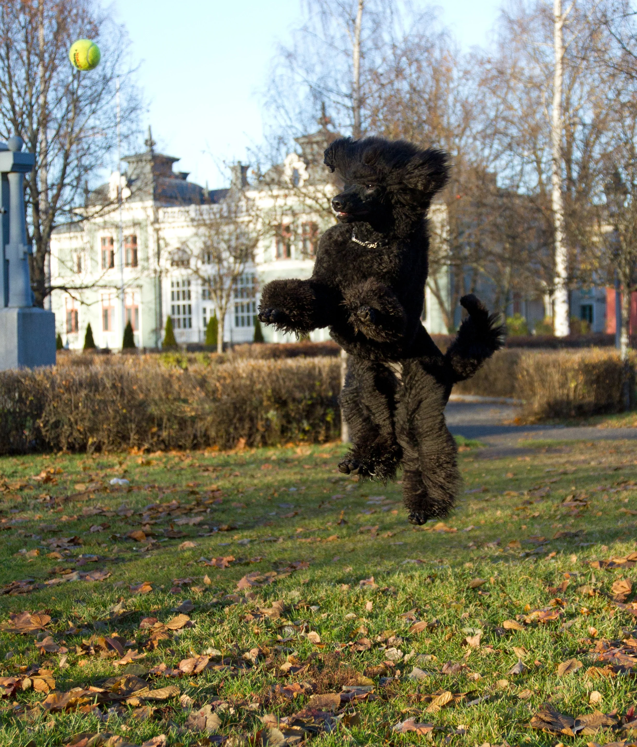 "Vilda" med sin älskade tennisboll
