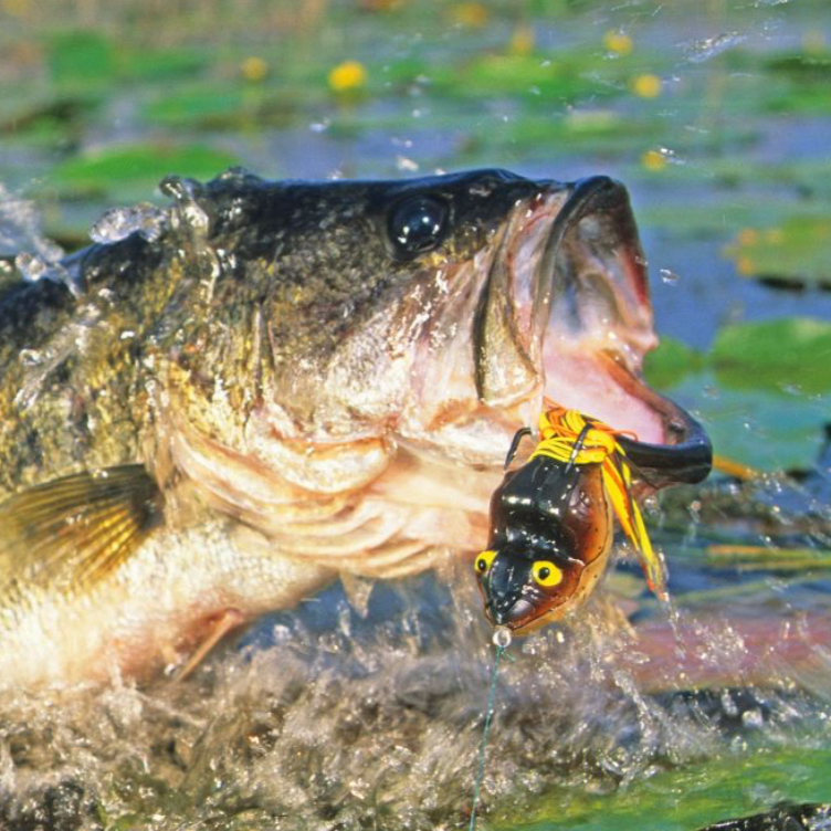 Why do bass actually bite?