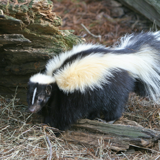 Why do I keep getting skunked?