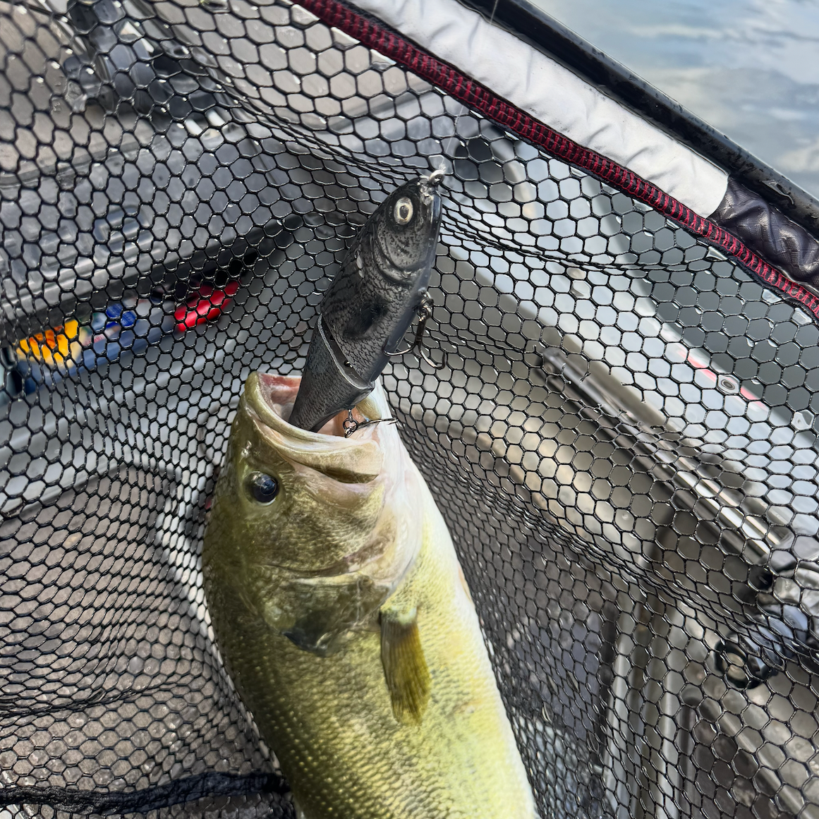 Do fish remember your bait?