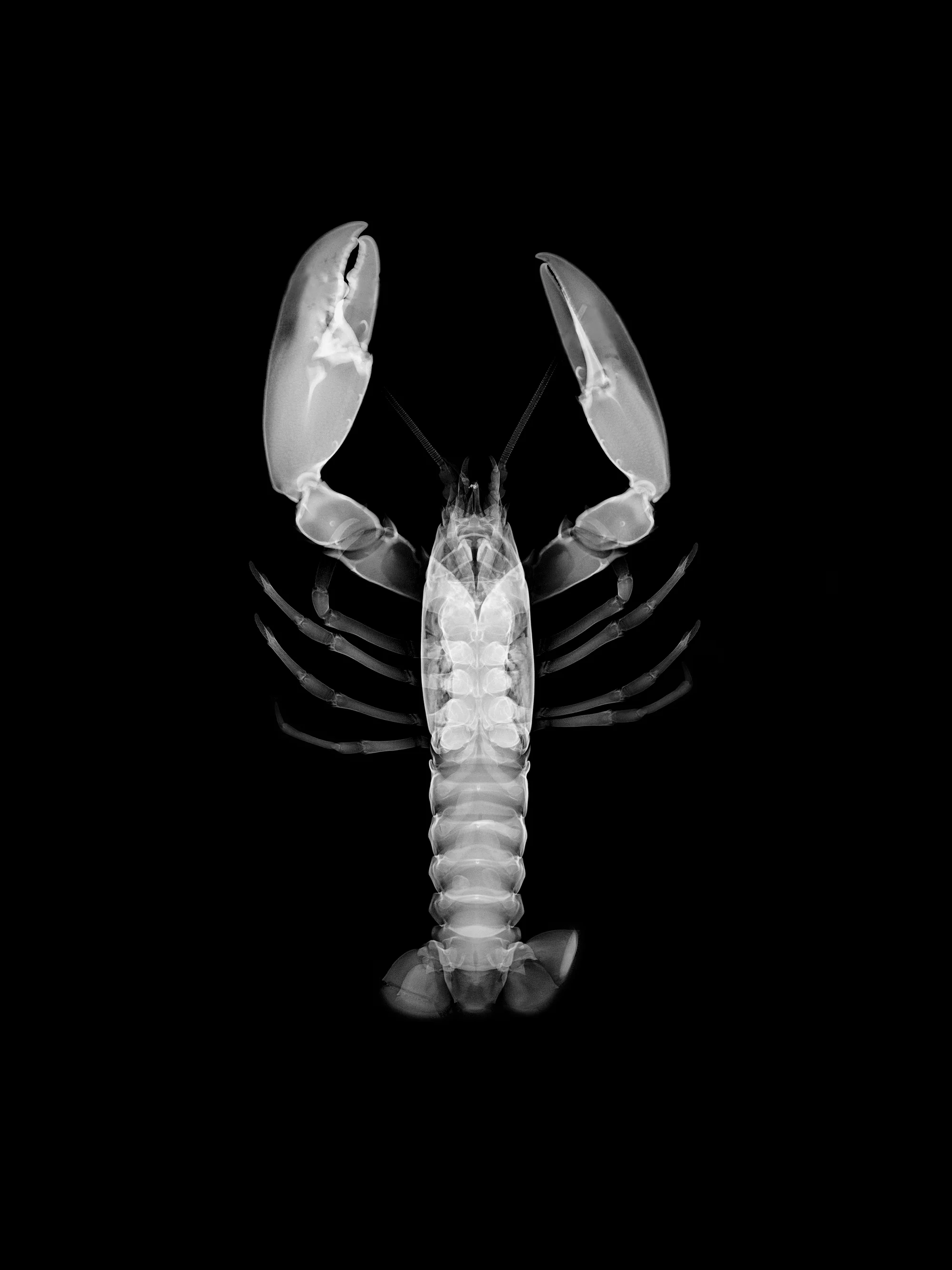 X-ray series for The Times Science Festival 4.jpg