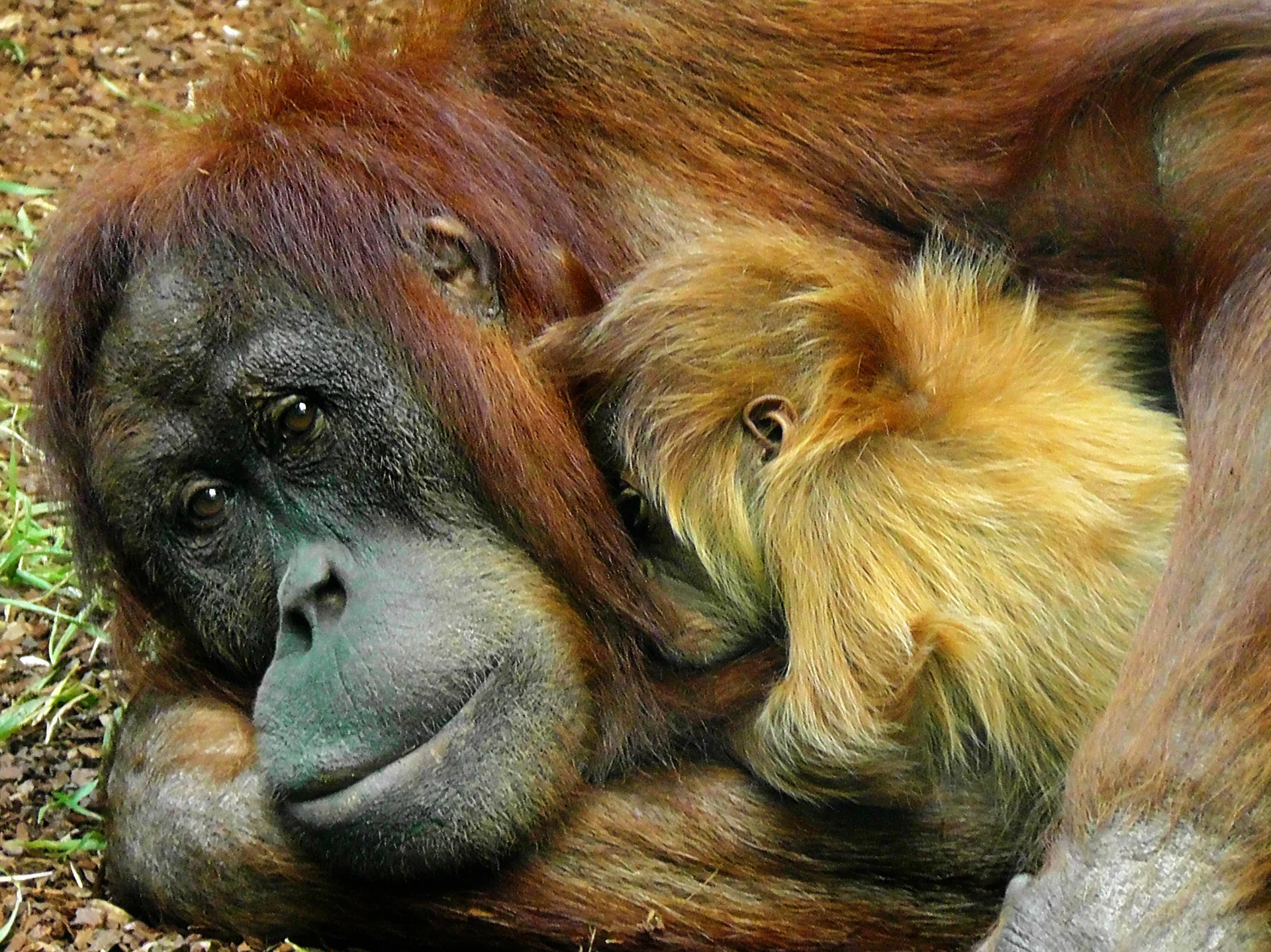 orangutan.jpg