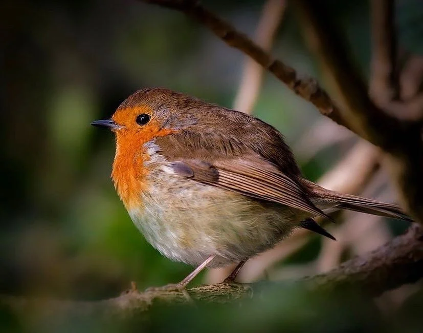 Due to a Covid positive test within our  staff, @cafepettirosso will be closed for a couple days to get everyone properly tested and sanitize the space. 
Here’s a cute picture of a Pettirosso.  Did you know we are named after an Italian songbir