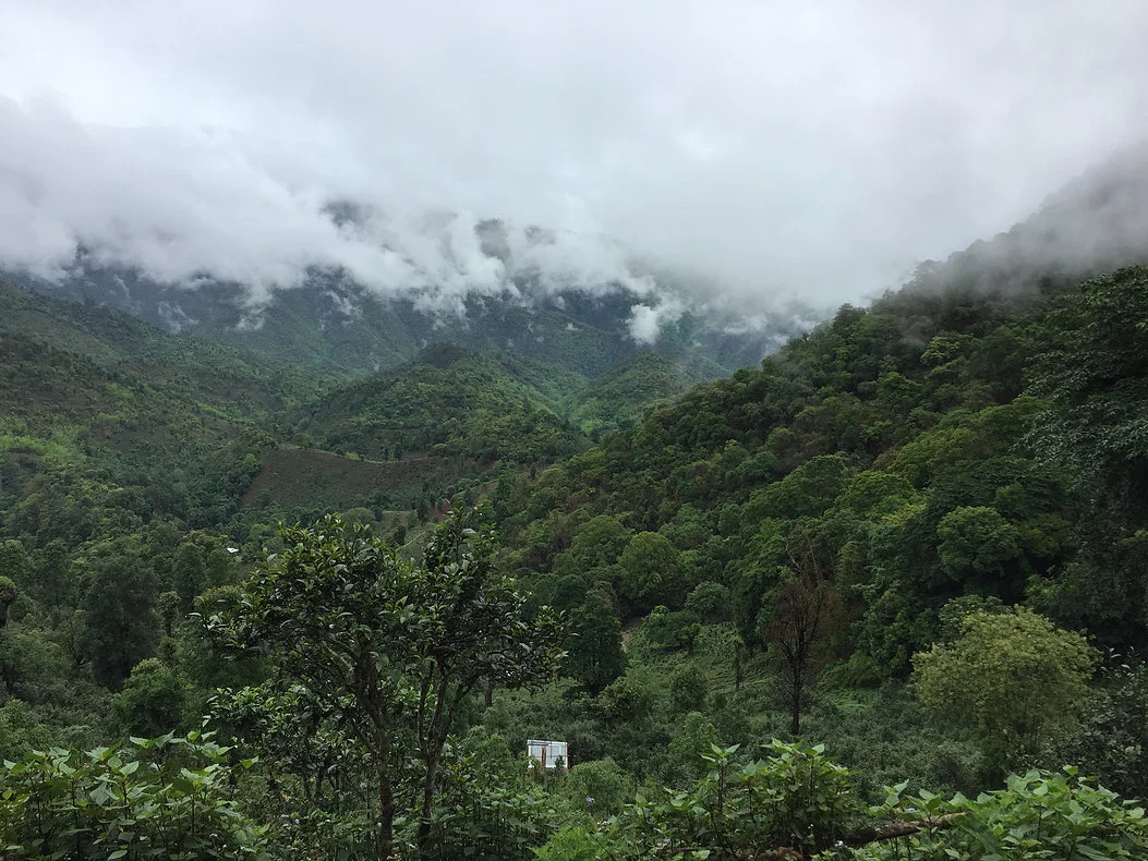 The Shan Mountains, outside the small town of Hsipaw, are a hodgepodge of thick jungle and green tea fields. Year-round cool temperatures are a result of the misty clouds that take over one valley to the next, which provides the perfect environment for grean tea farming.