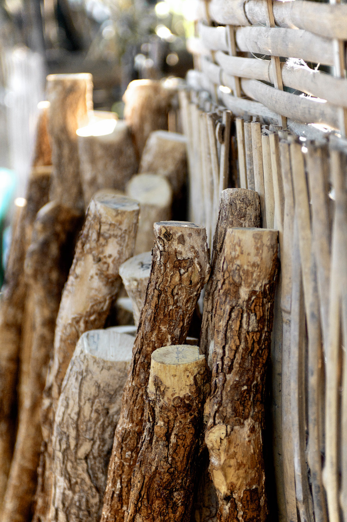 A collection of Thanaka logs is lined up at a local Yangon market. In some Buddhist communities, after the the dark, outer bark has been used, the leftover inner stem is donated by villagers for monk cremation ceremonies. 