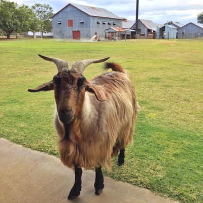 Blackall Woolscour's resident goat