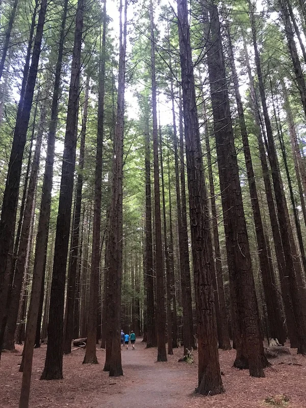 Redwoods walk.jpg
