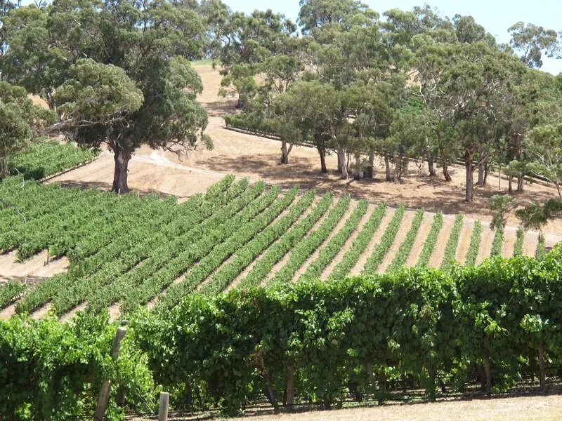 outdoor-vineyard-wine-field-country-summer-804932-pxhere.com.jpg