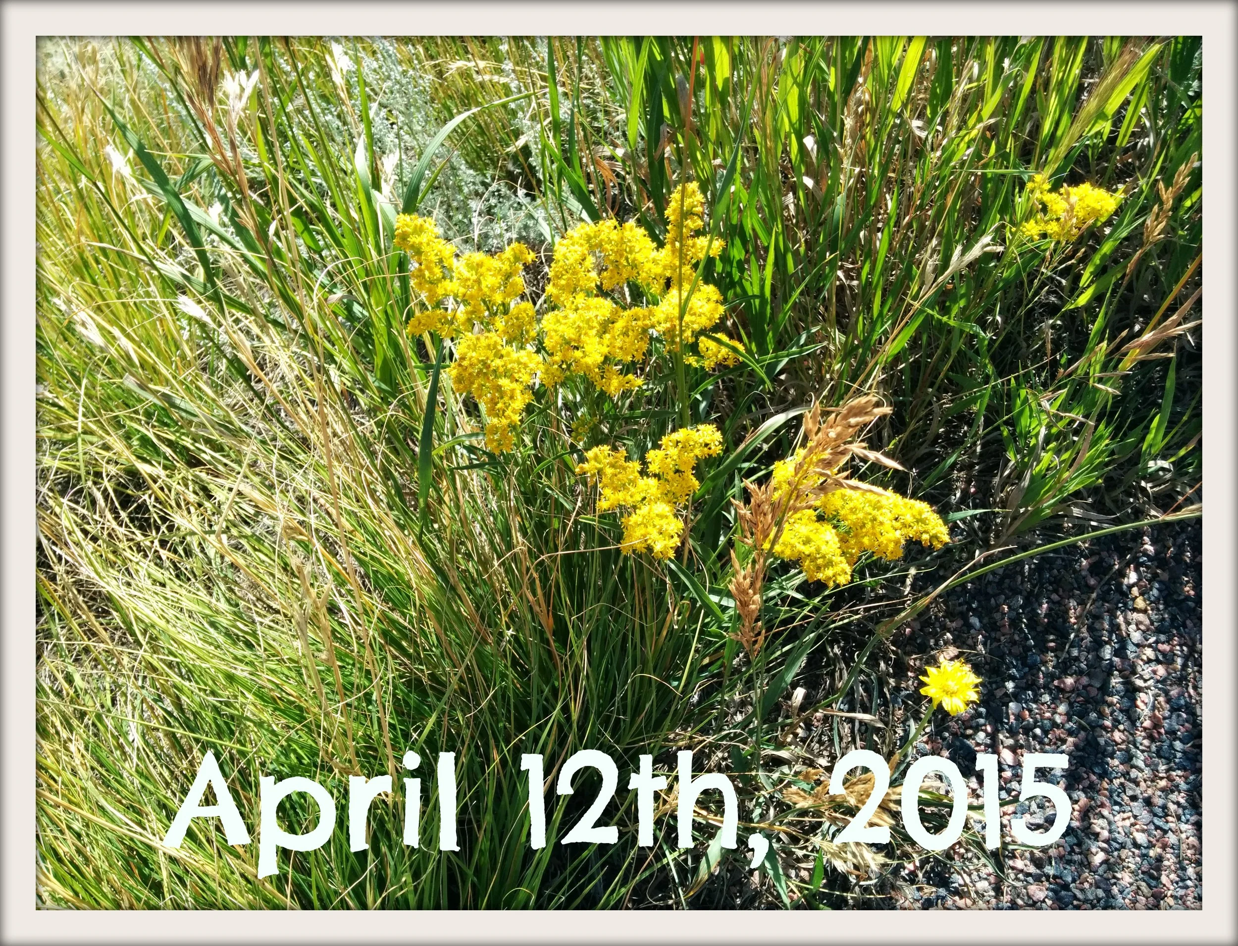 april 12 2015 photo.jpg