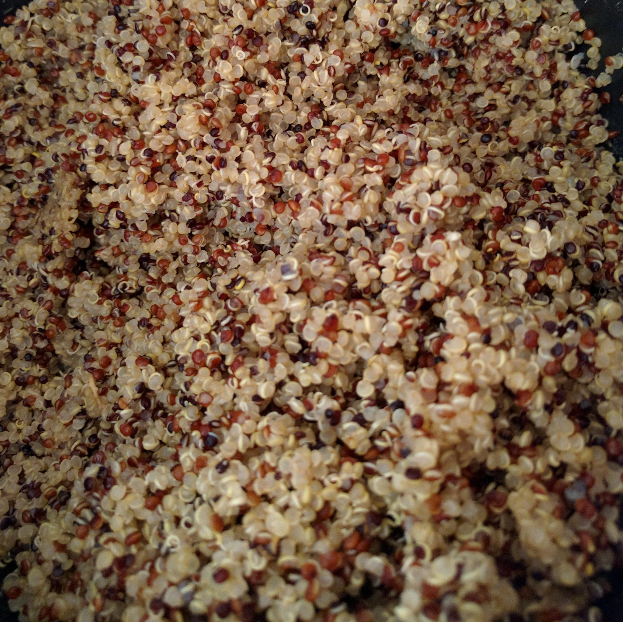 Quinoa Vegetable and Cranberry Delight