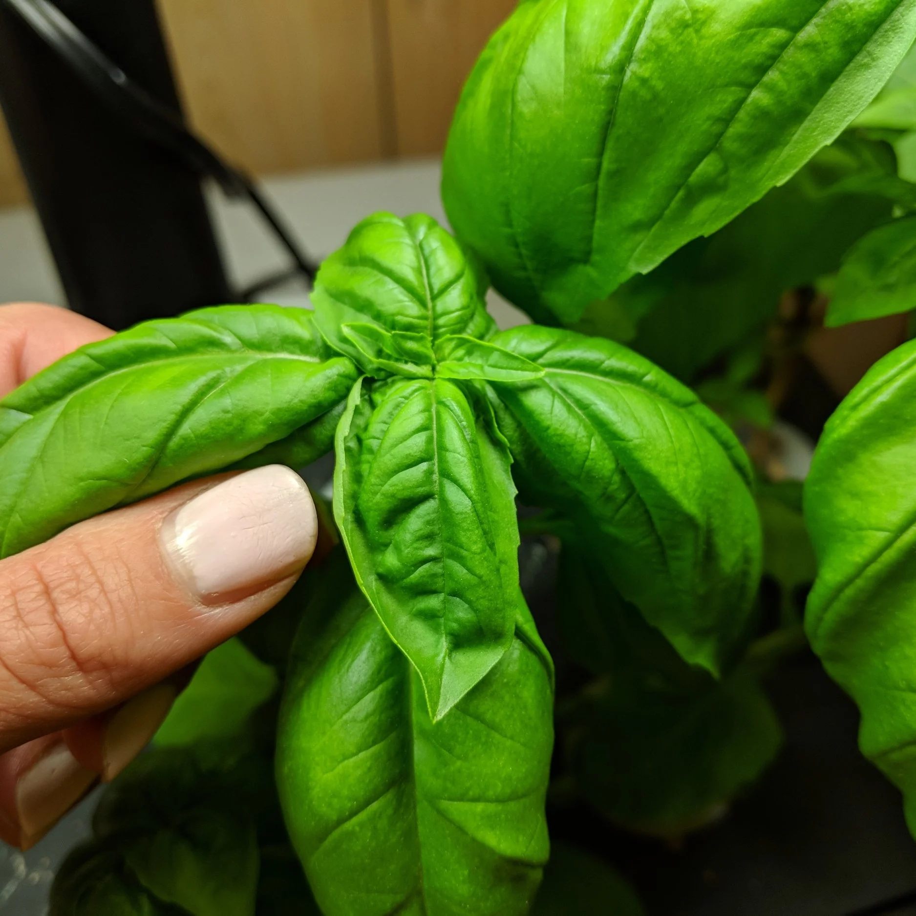 MVIMG_20180611_184448.jpg