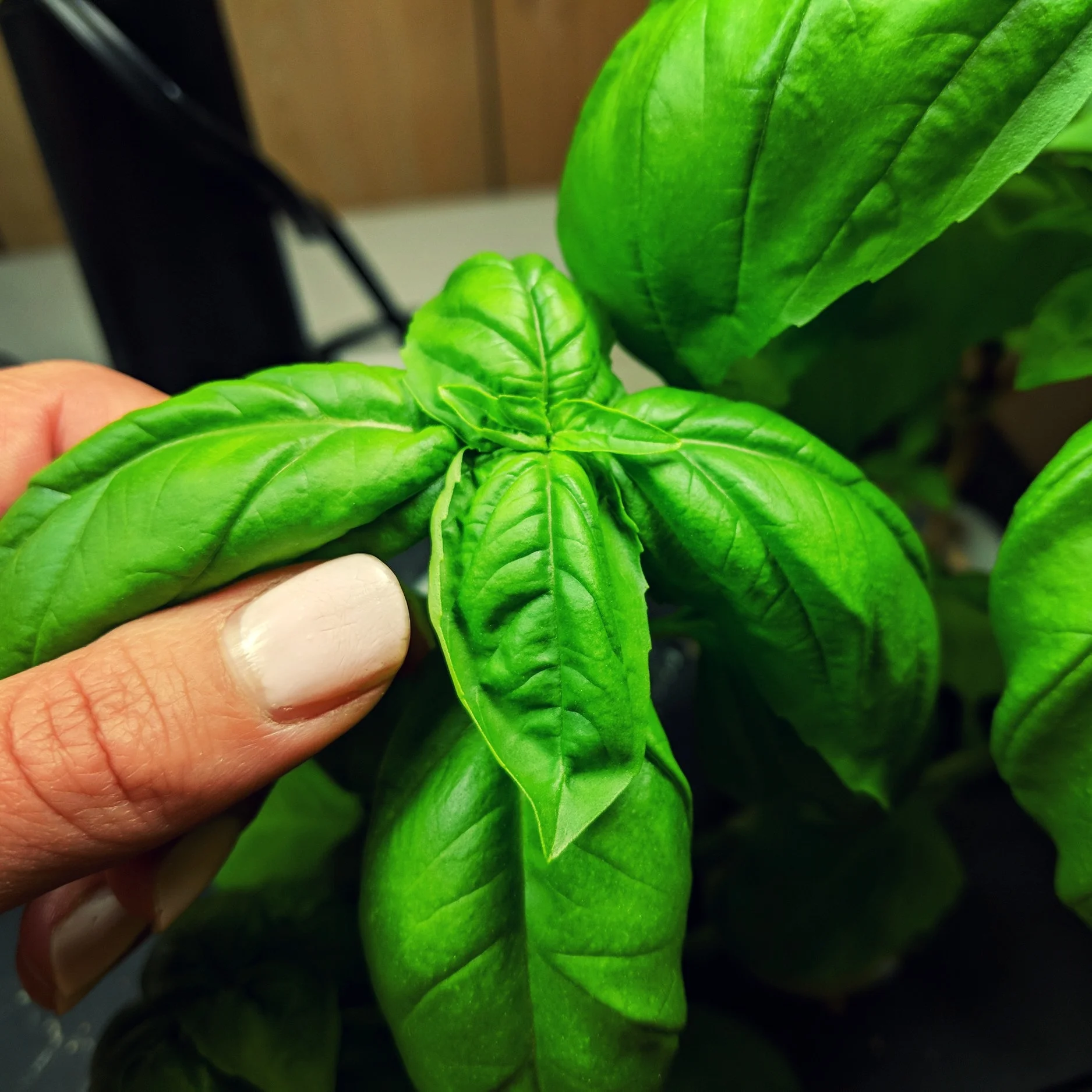 Perfect Pesto