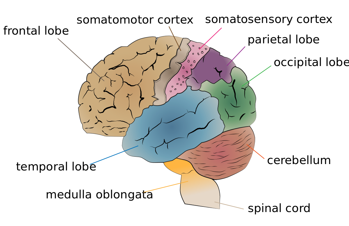 1200px-Cerebrum_lobes.svg.png
