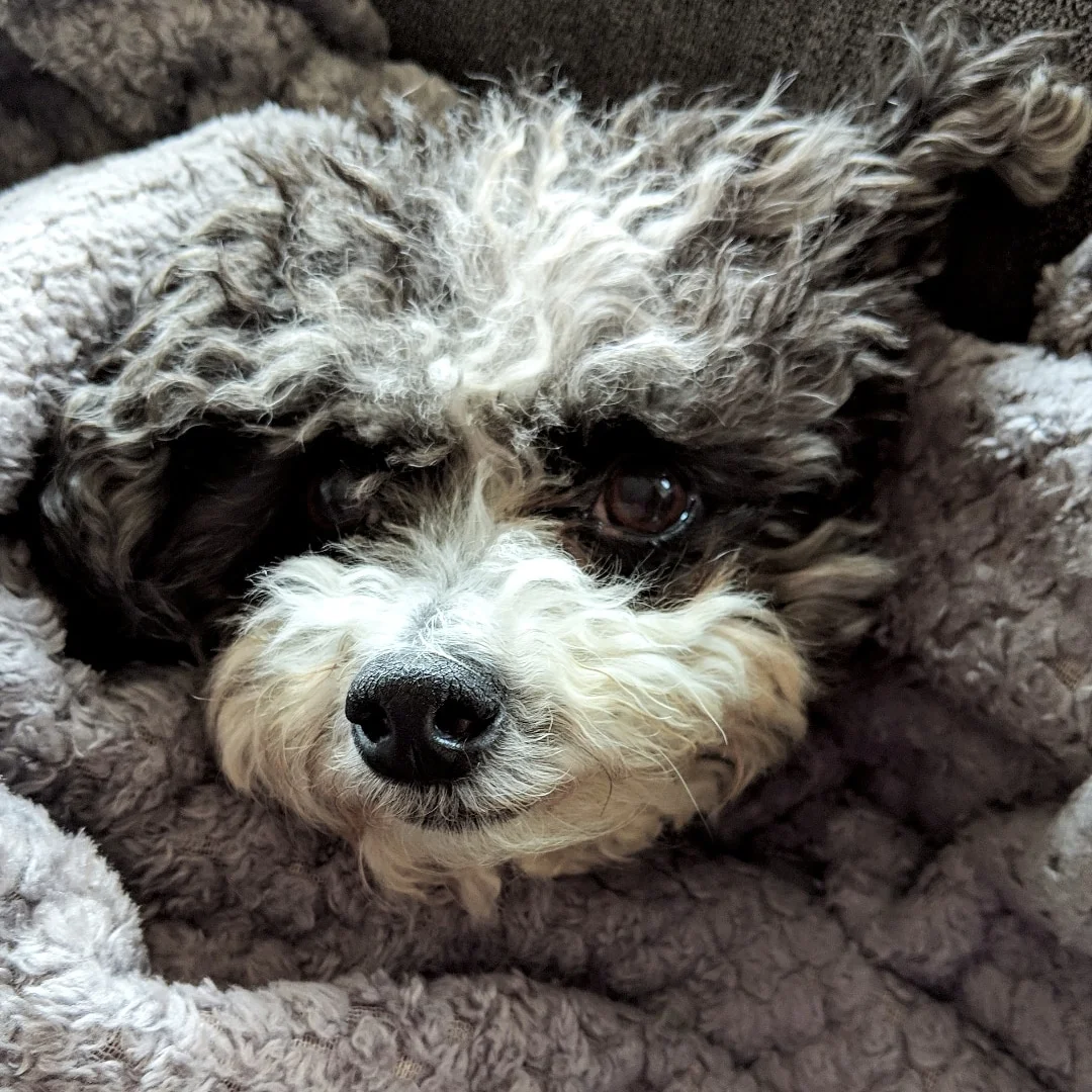 Meet Aria, my dog. She is a hypo allergenic malti-poo that would love to love on you!