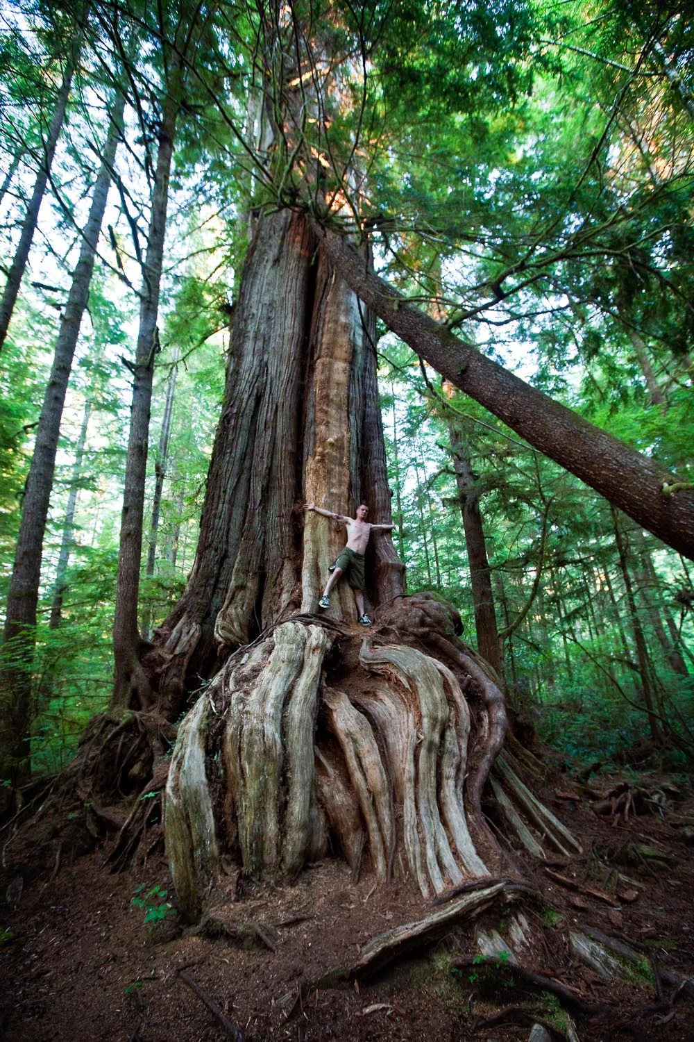  Awesome old growth tree: Tla-o-qui-aht territory, British Columbia 