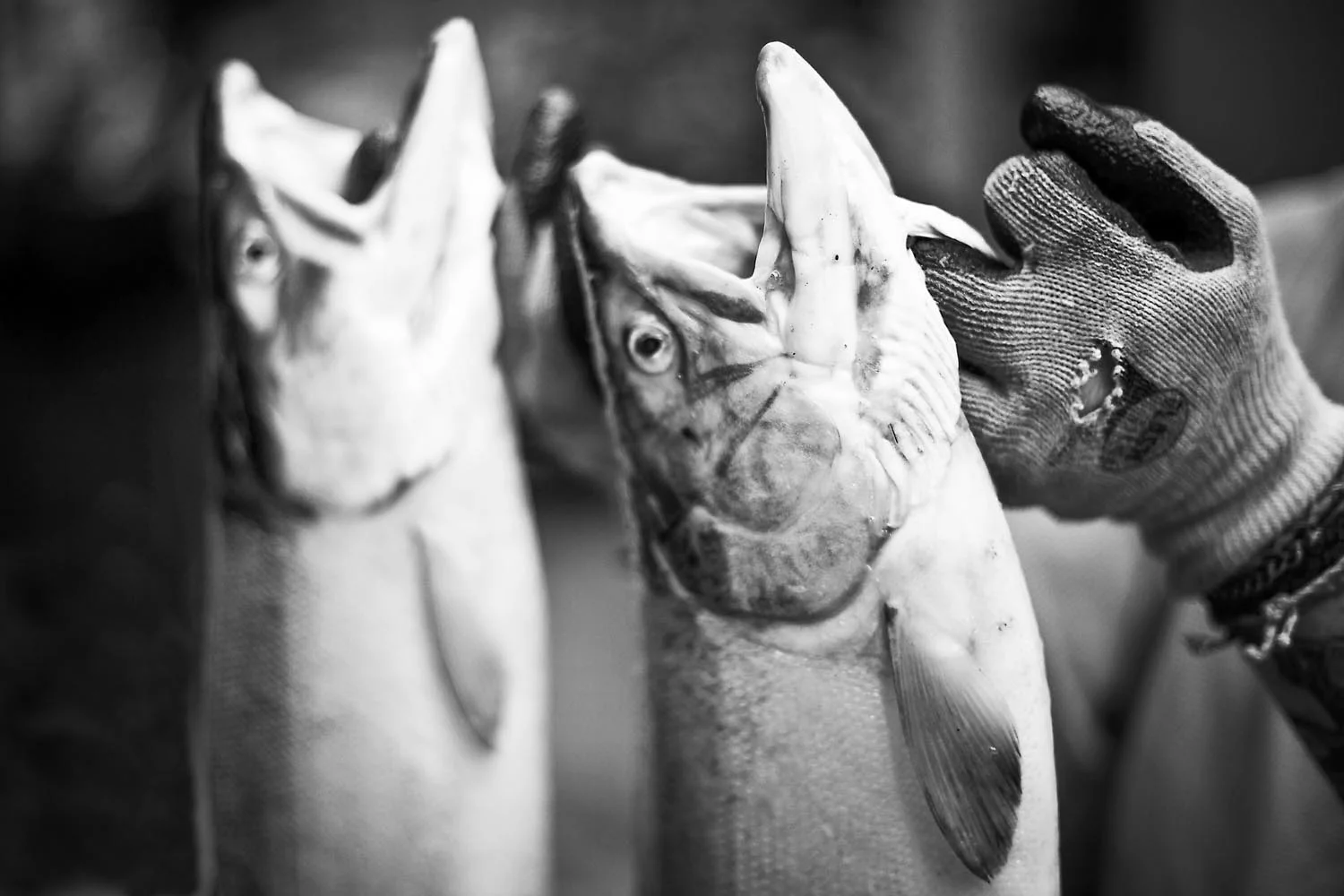  Freshly caught wild Coho: British Columbia 