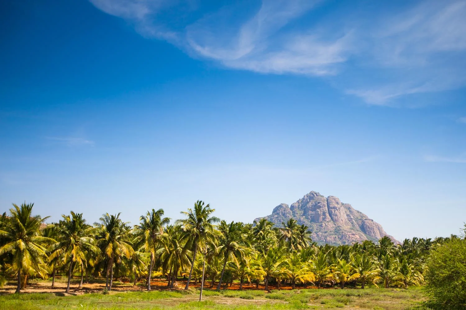  View from the train heading to Kanyakumari, Tamil Nadu 
