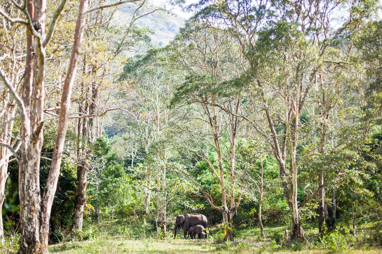  Wild Elephants:&nbsp;Periyar Wildlife Sanctuary, Kerala 