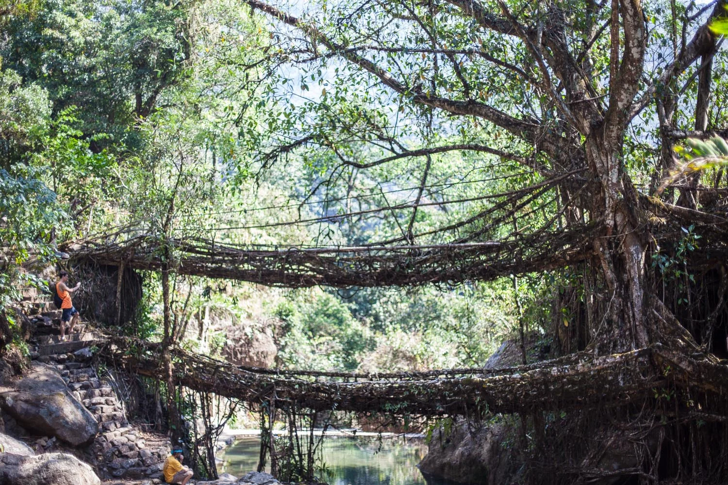 Living tree root bridges: Cherrapunji, Meghalaya 