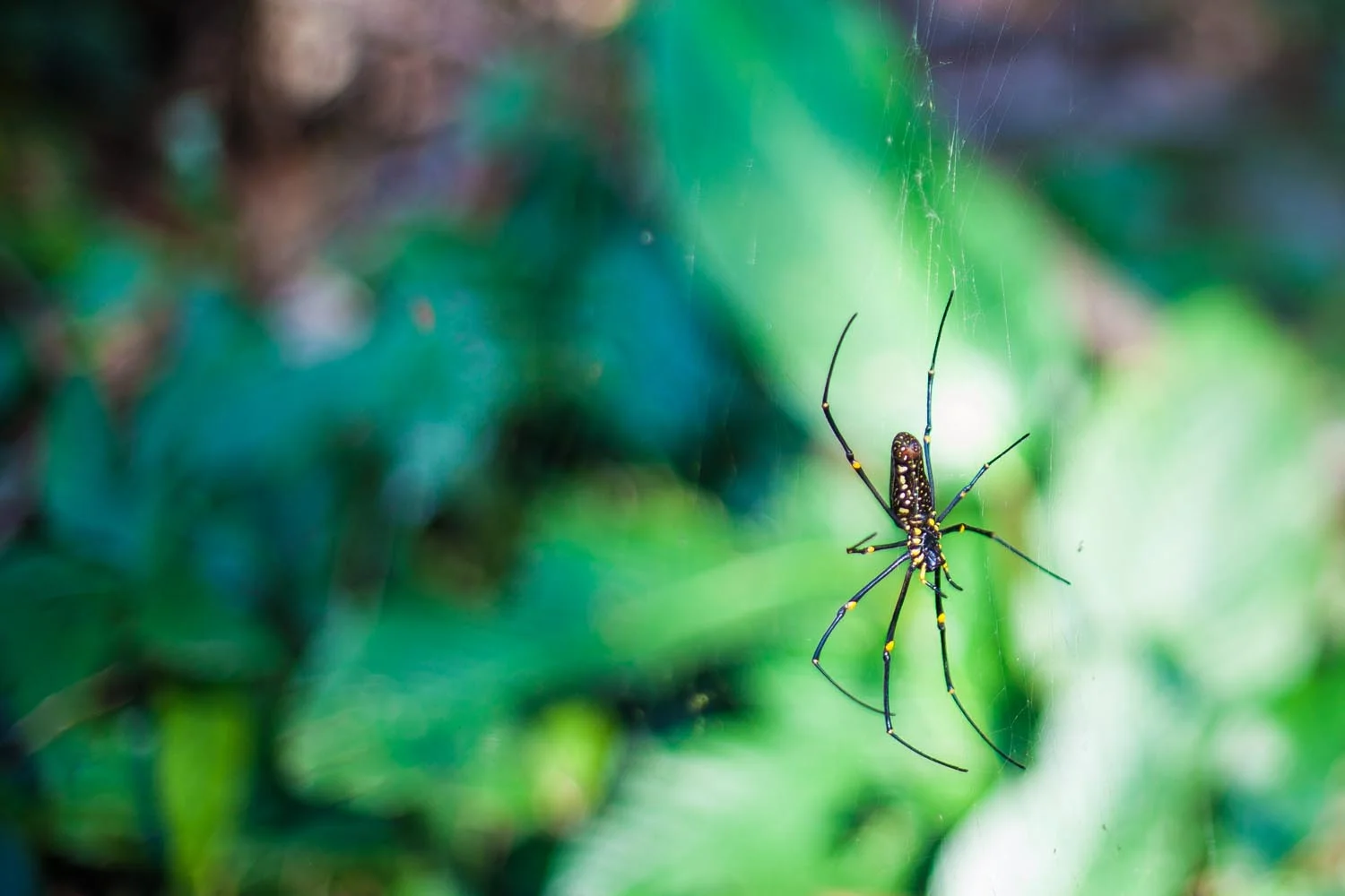  This giant wood spider was as big as my head: Cherrapunji, Meghalaya 
