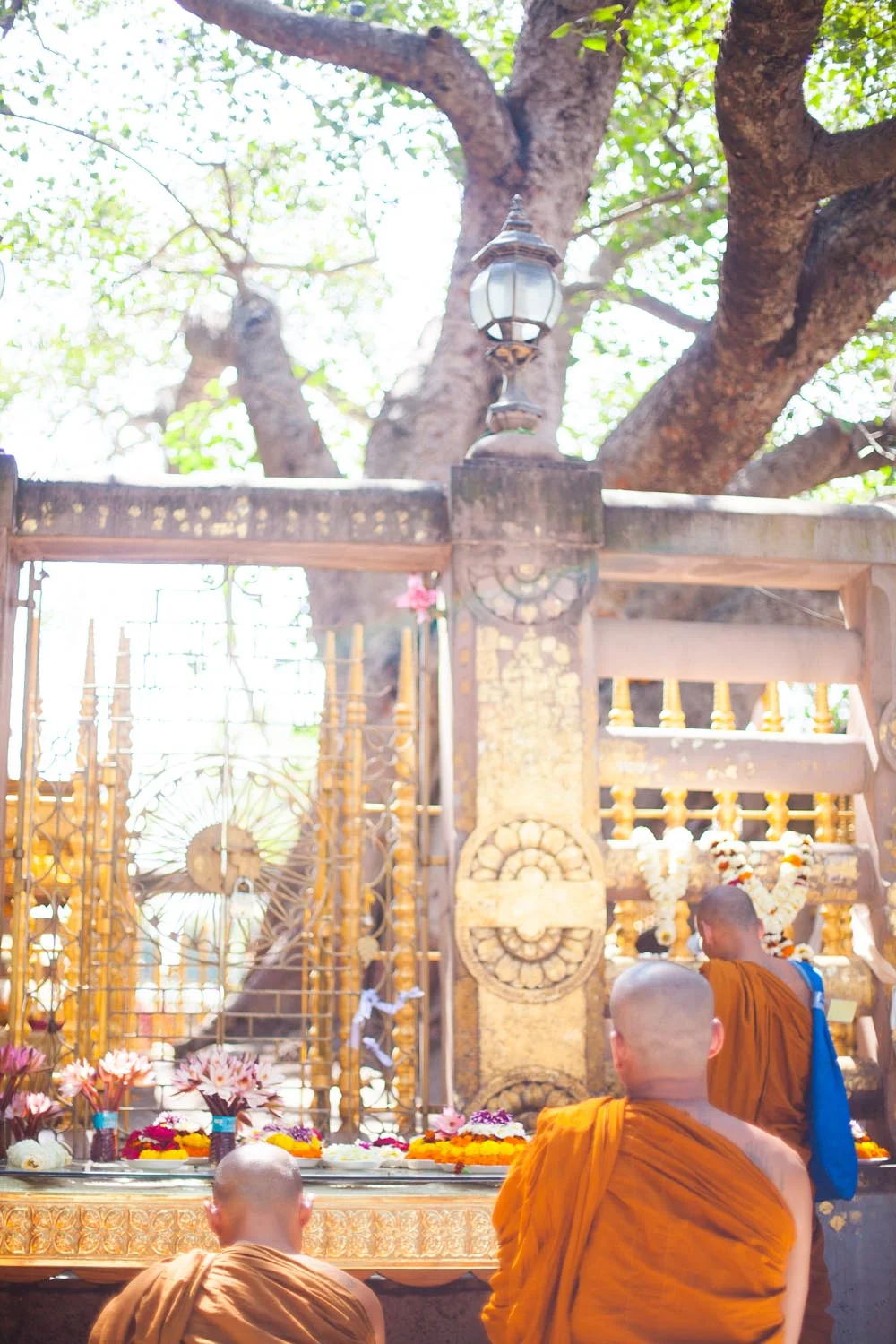  The Mahabodhi tree: Bodhgaya, Bihar 